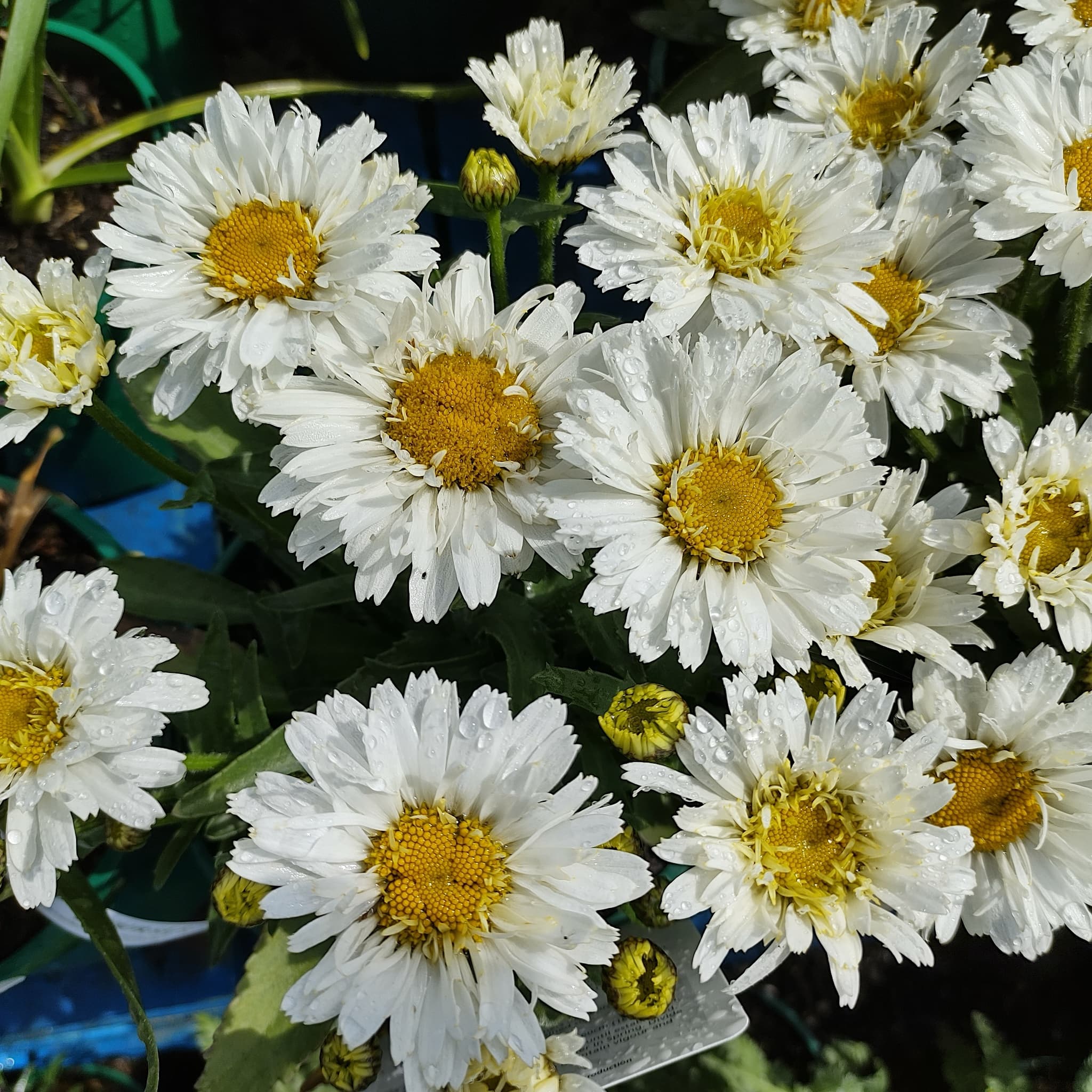 Leucanthemum 'Freak'