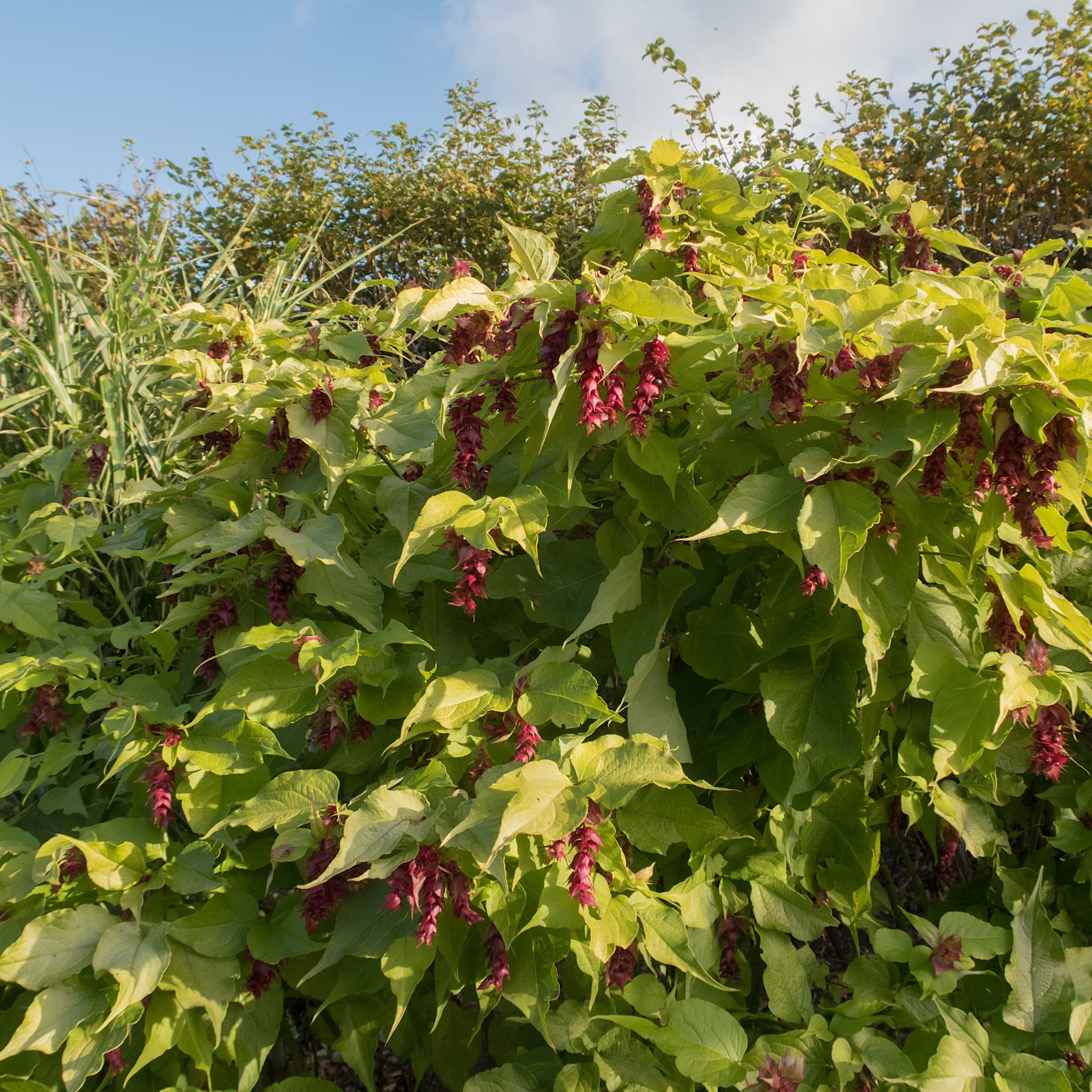 Leycesteria formosa 'Golden Lanterns'