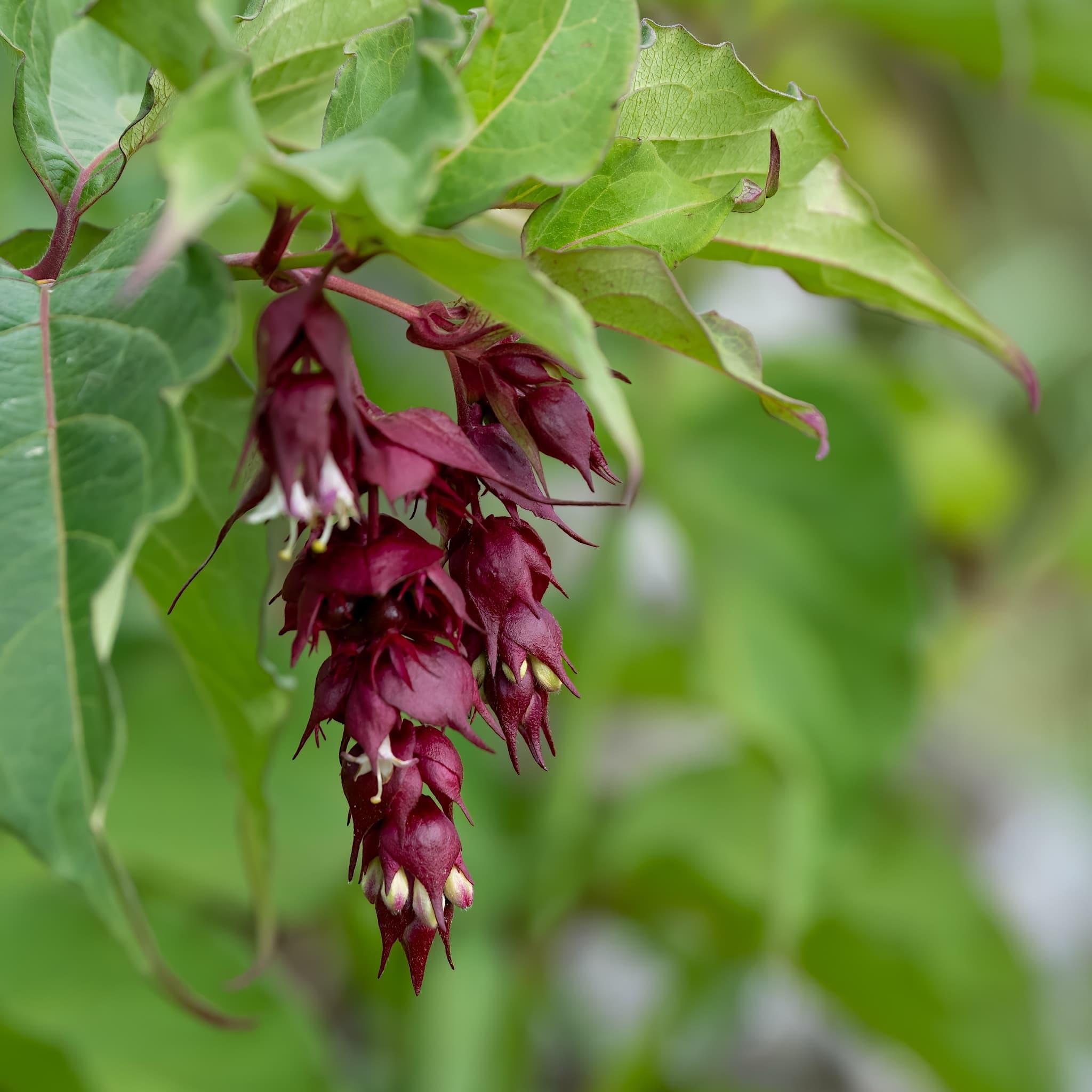 Leycesteria formosa 'Purple Rain'