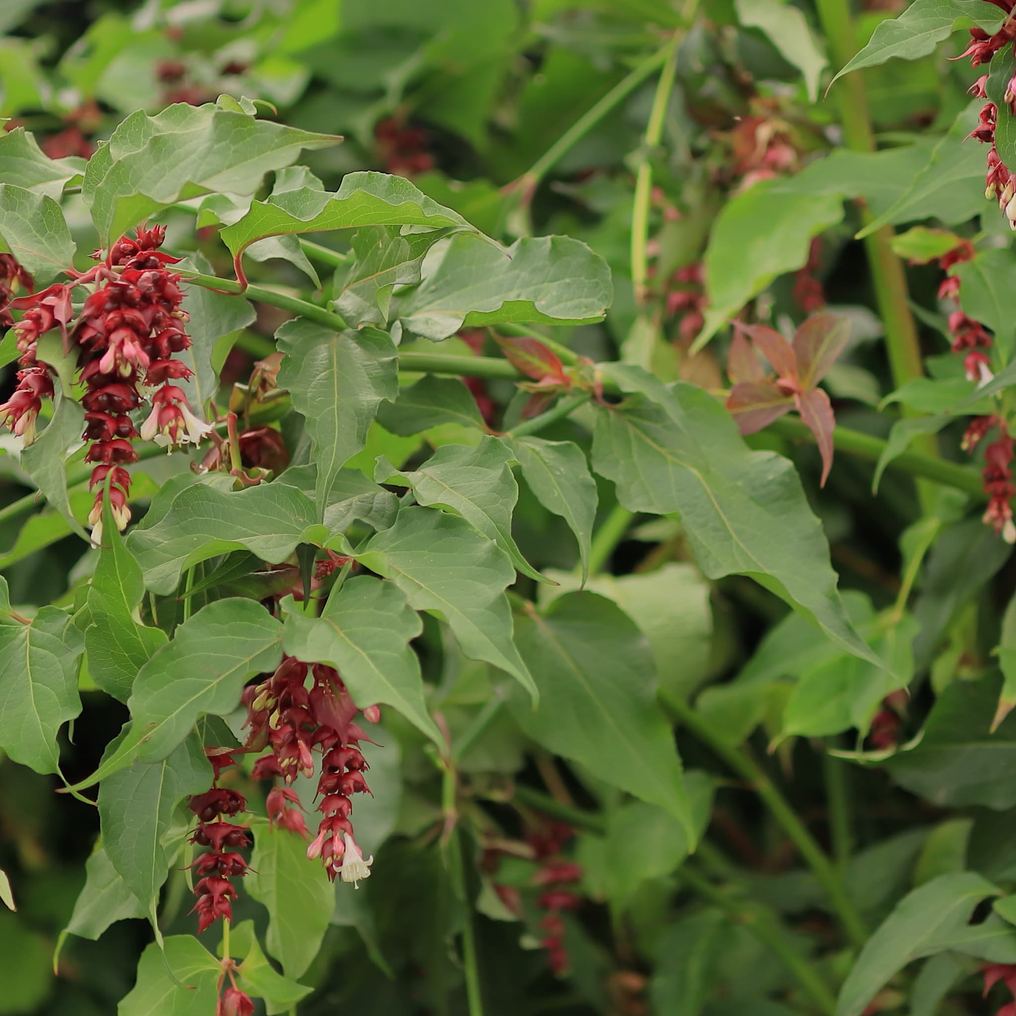 Leycesteria formosa 'Purple Rain'