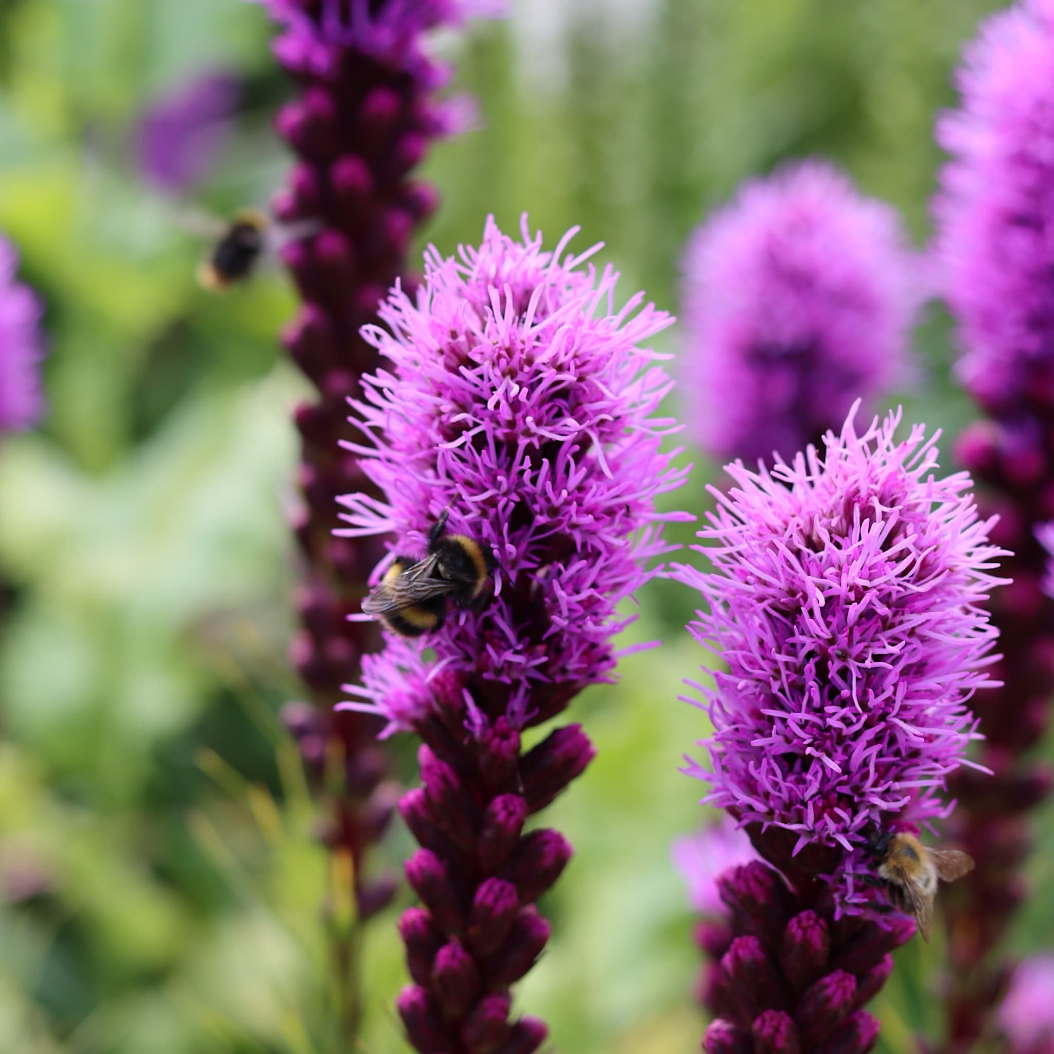 Liatris spicata