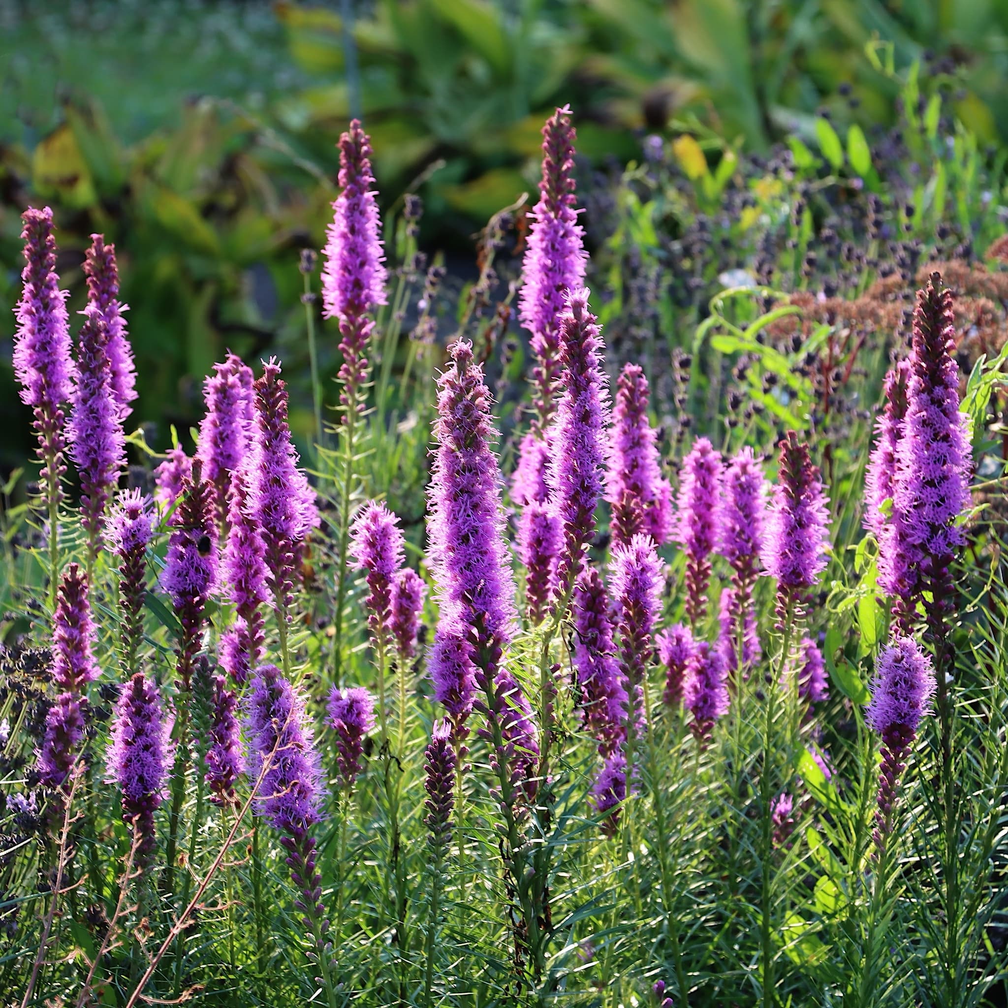Liatris spicata