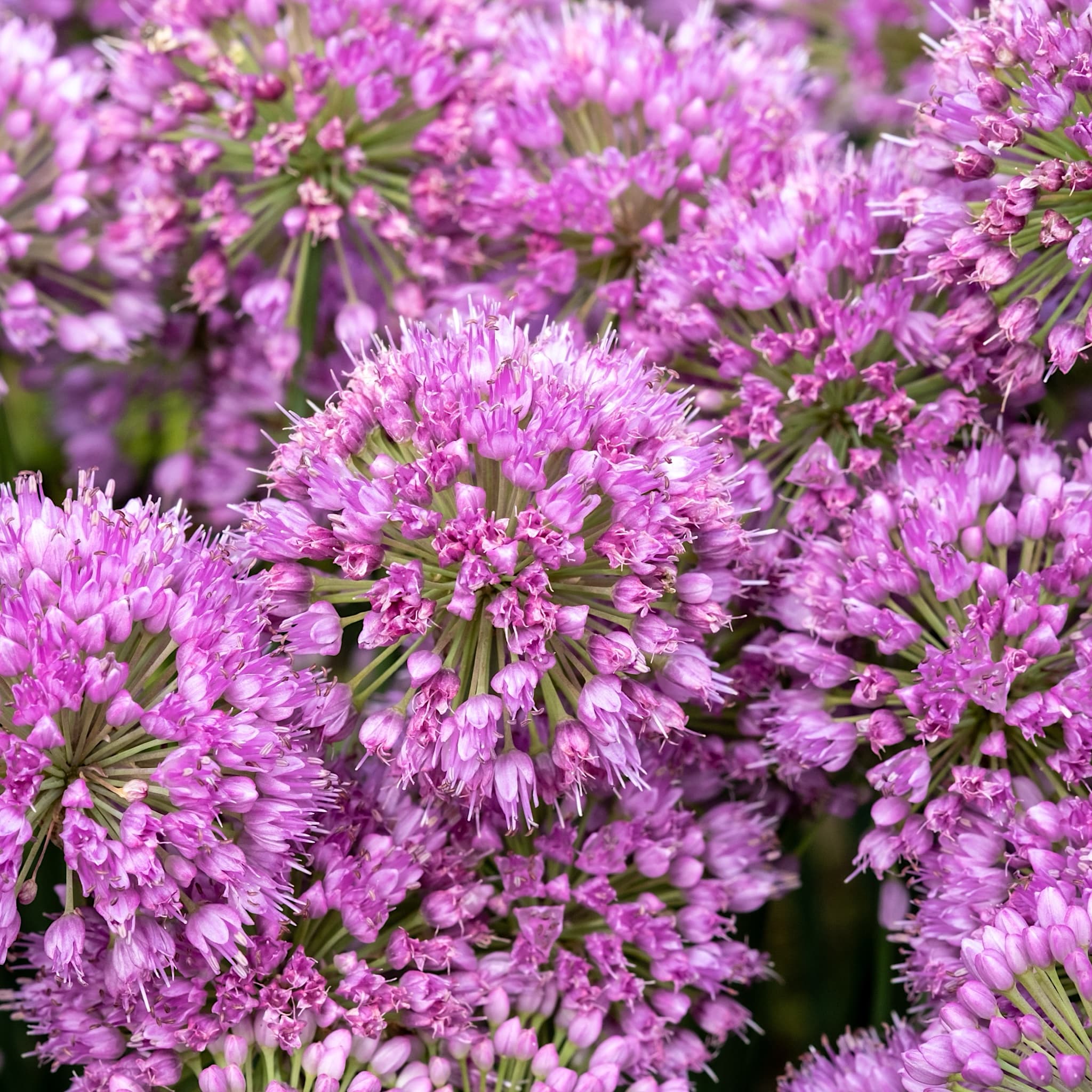 Allium millenium