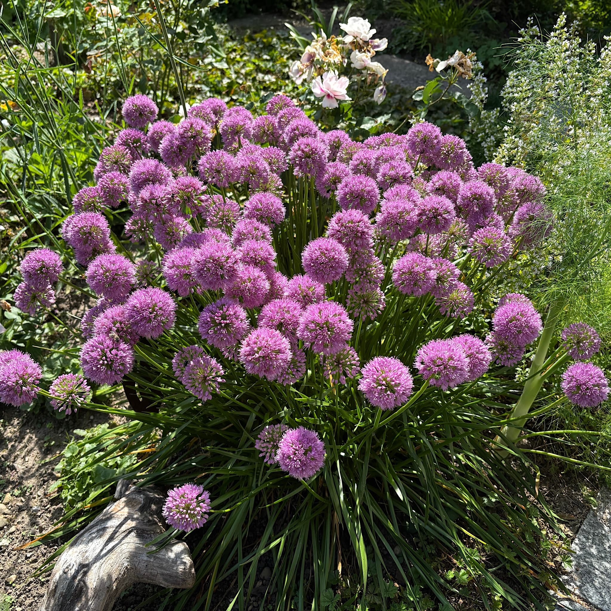 Allium millenium