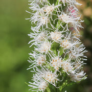 Liatris spicata 'Alba'