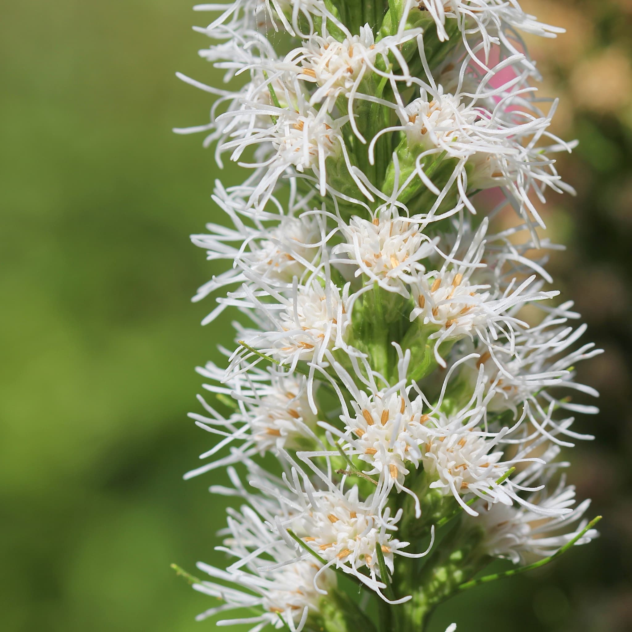 Liatris spicata 'Alba'