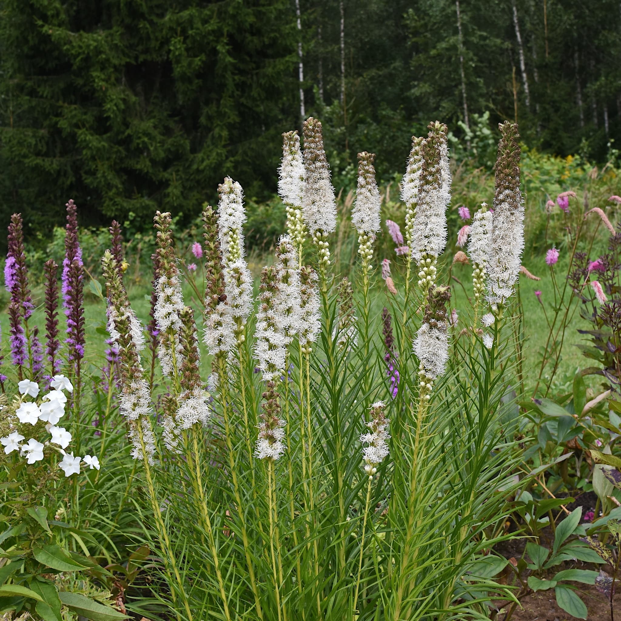 Liatris spicata 'Alba'