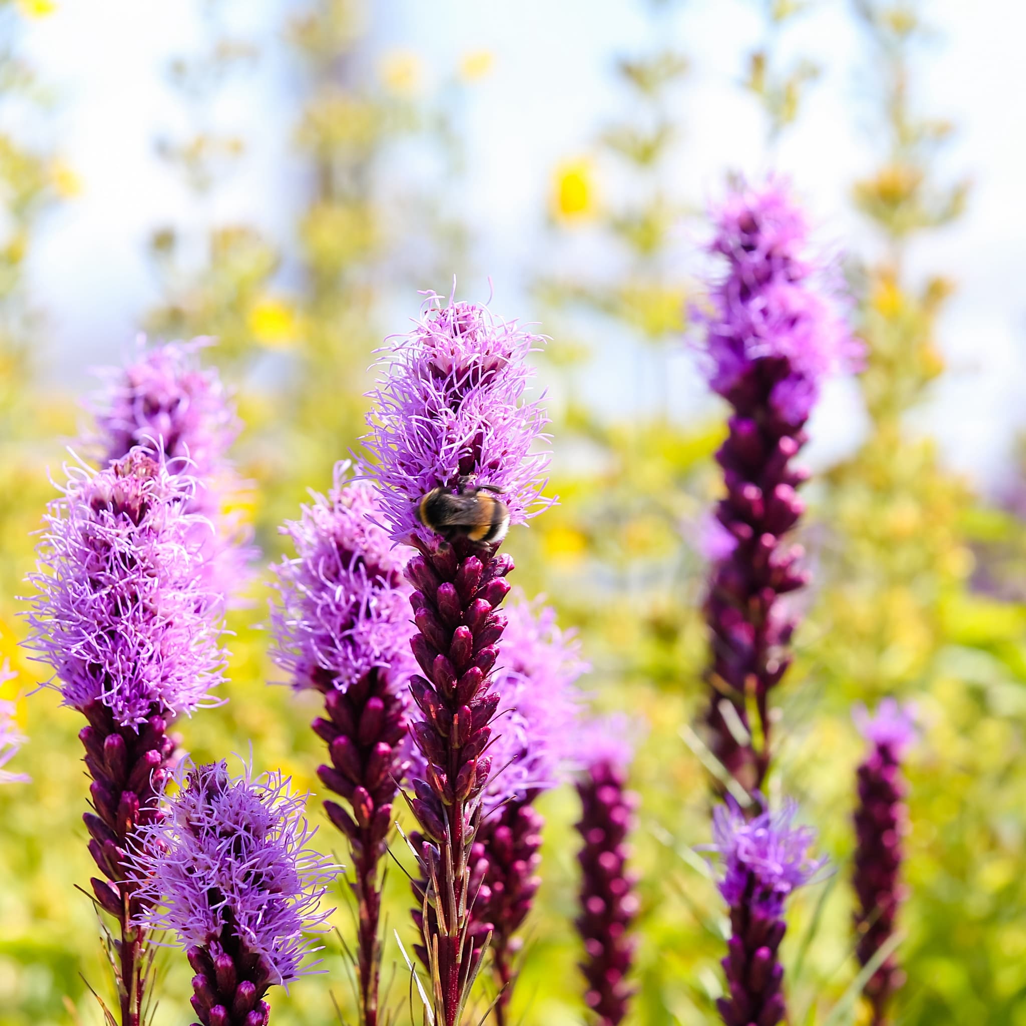 Liatris spicata 'Kobold'