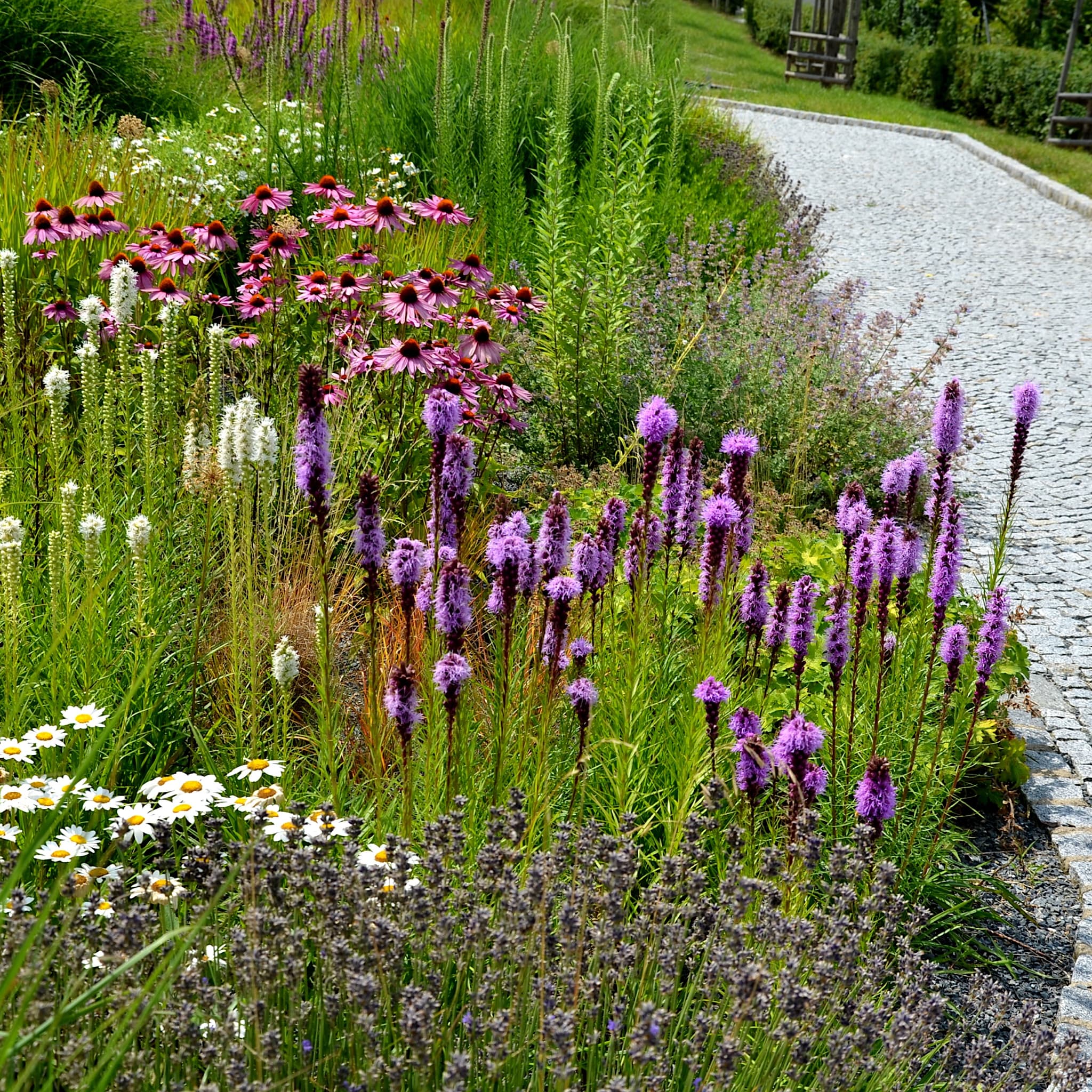 Liatris spicata 'Kobold'
