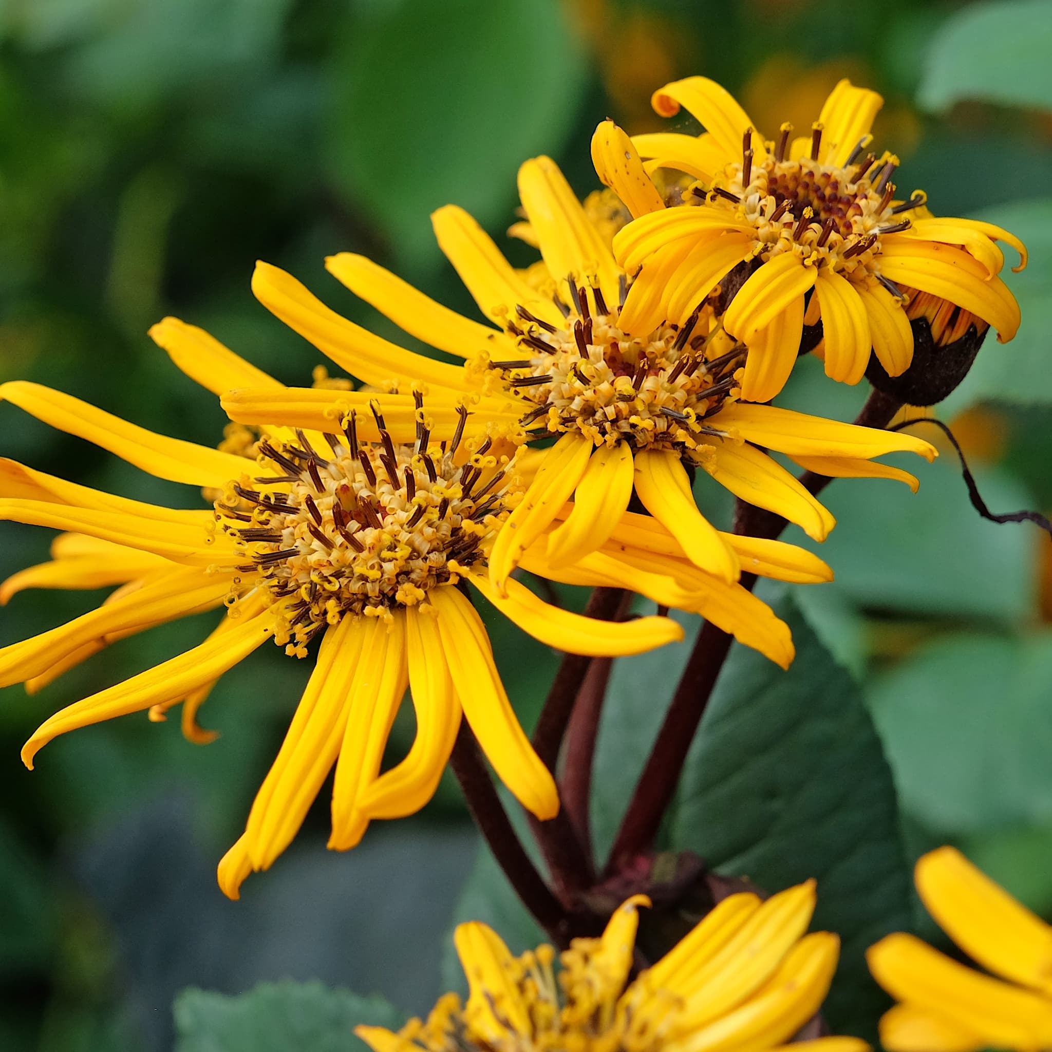 Ligularia 'Britt Marie Crawford'
