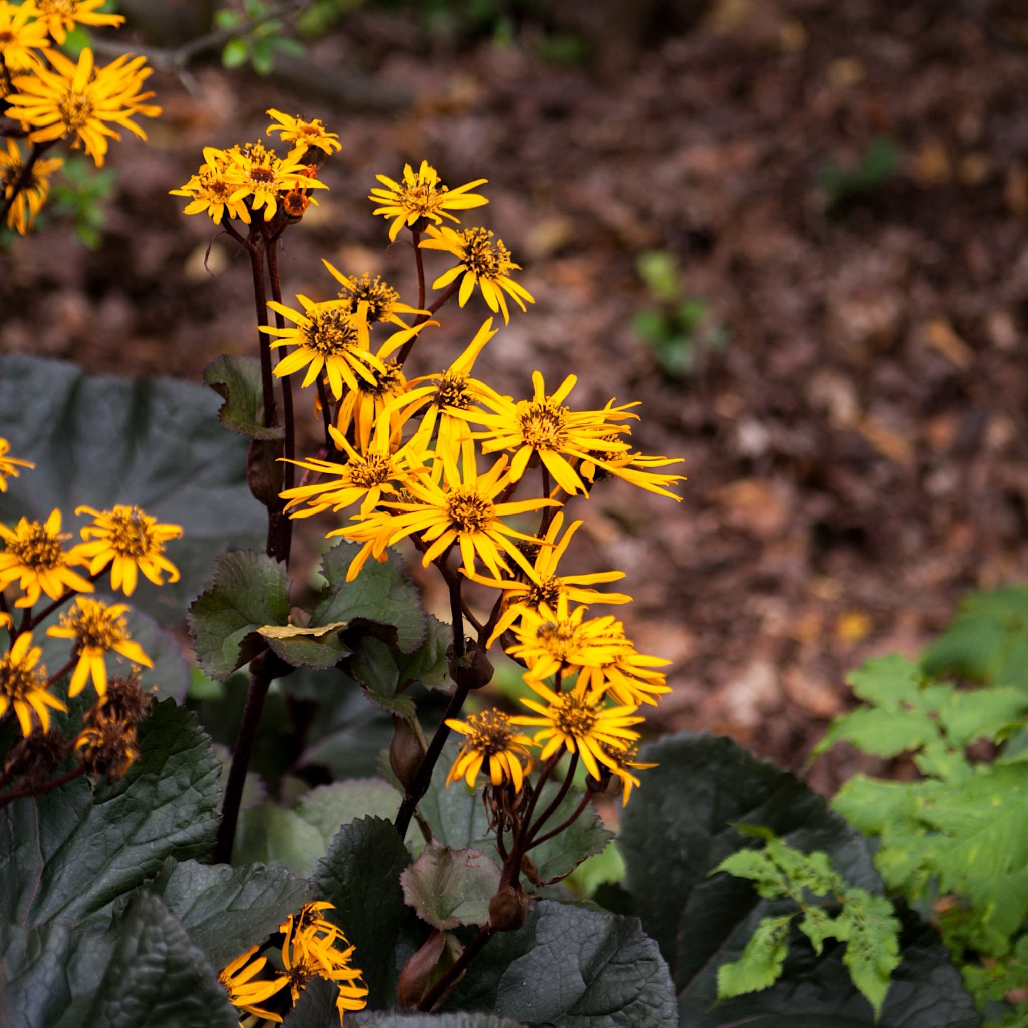 Ligularia 'Britt Marie Crawford'