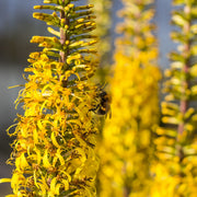 Ligularia przewalskii