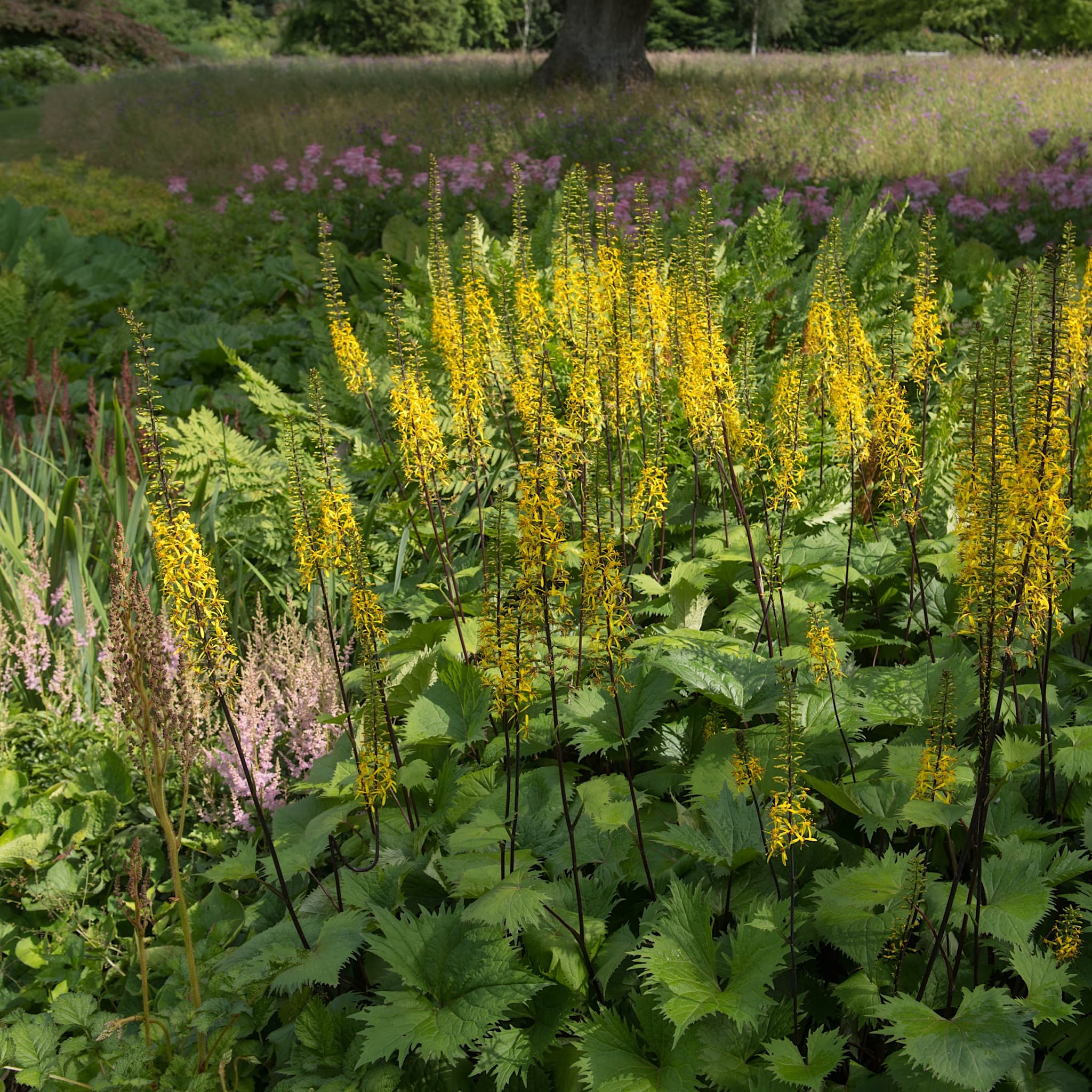 Ligularia sten. 'The Rocket'