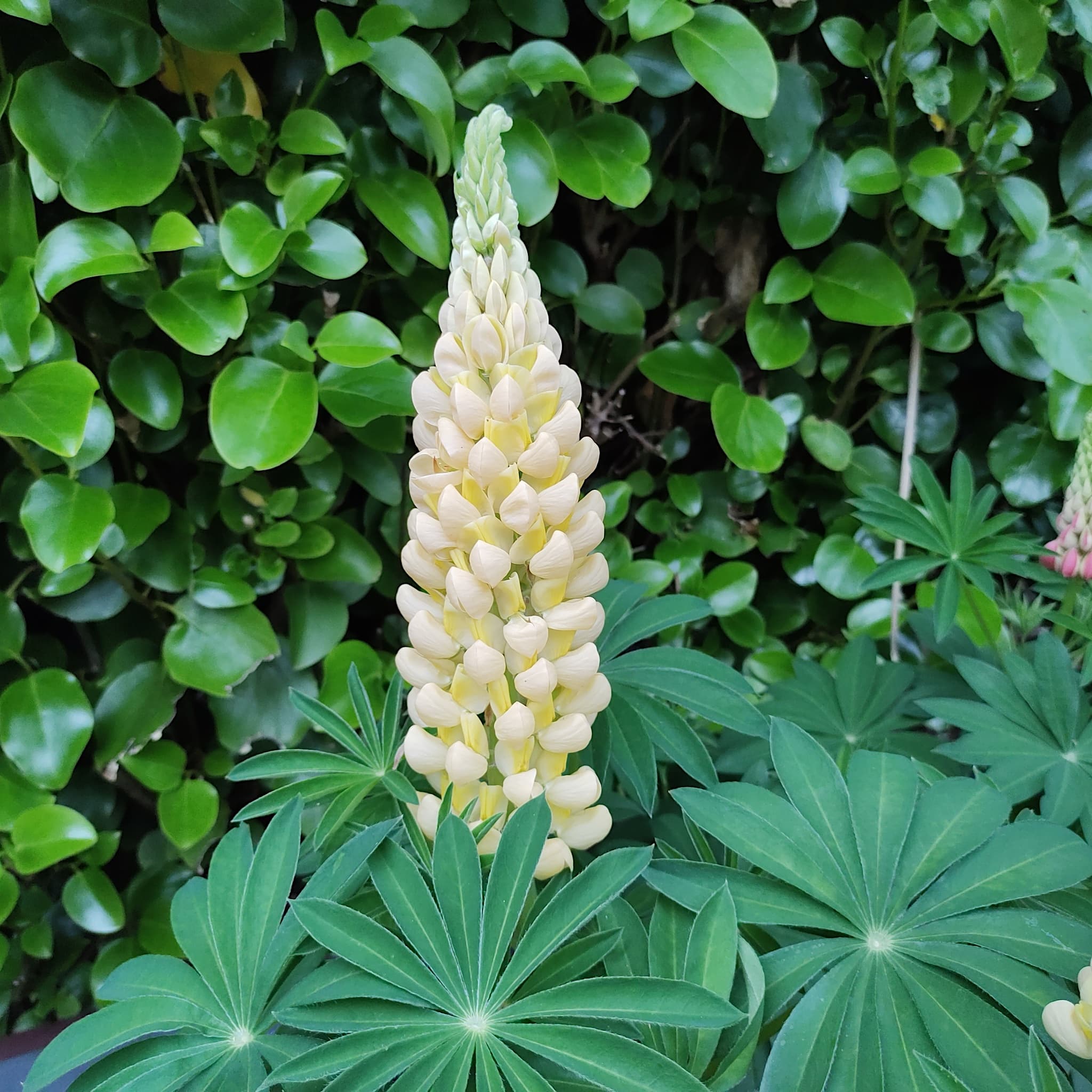 Lupinus ‘Desert Sun’
