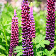 Lupinus 'Magic Lantern'