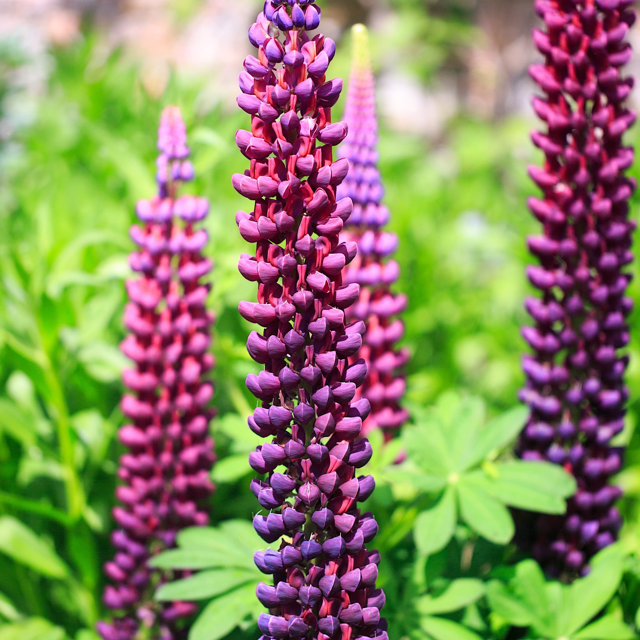 Lupinus 'Magic Lantern'