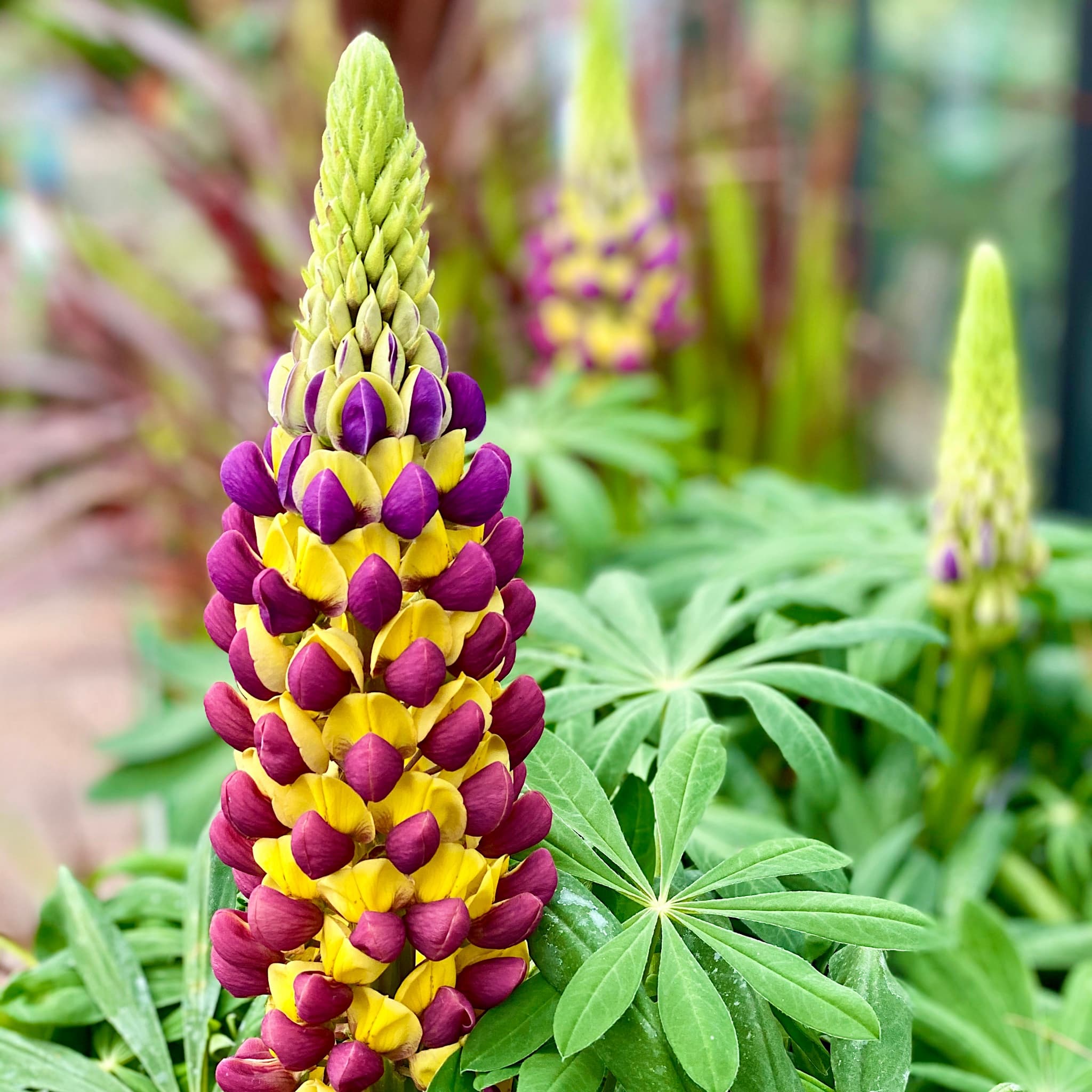 Lupinus 'Manhattan Lights'