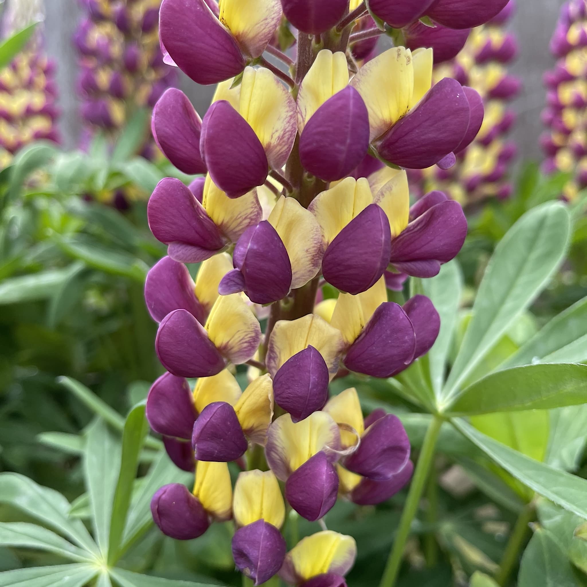 Lupinus 'Manhattan Lights'