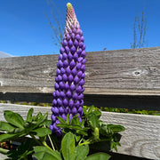 Lupinus 'Persian Slipper'