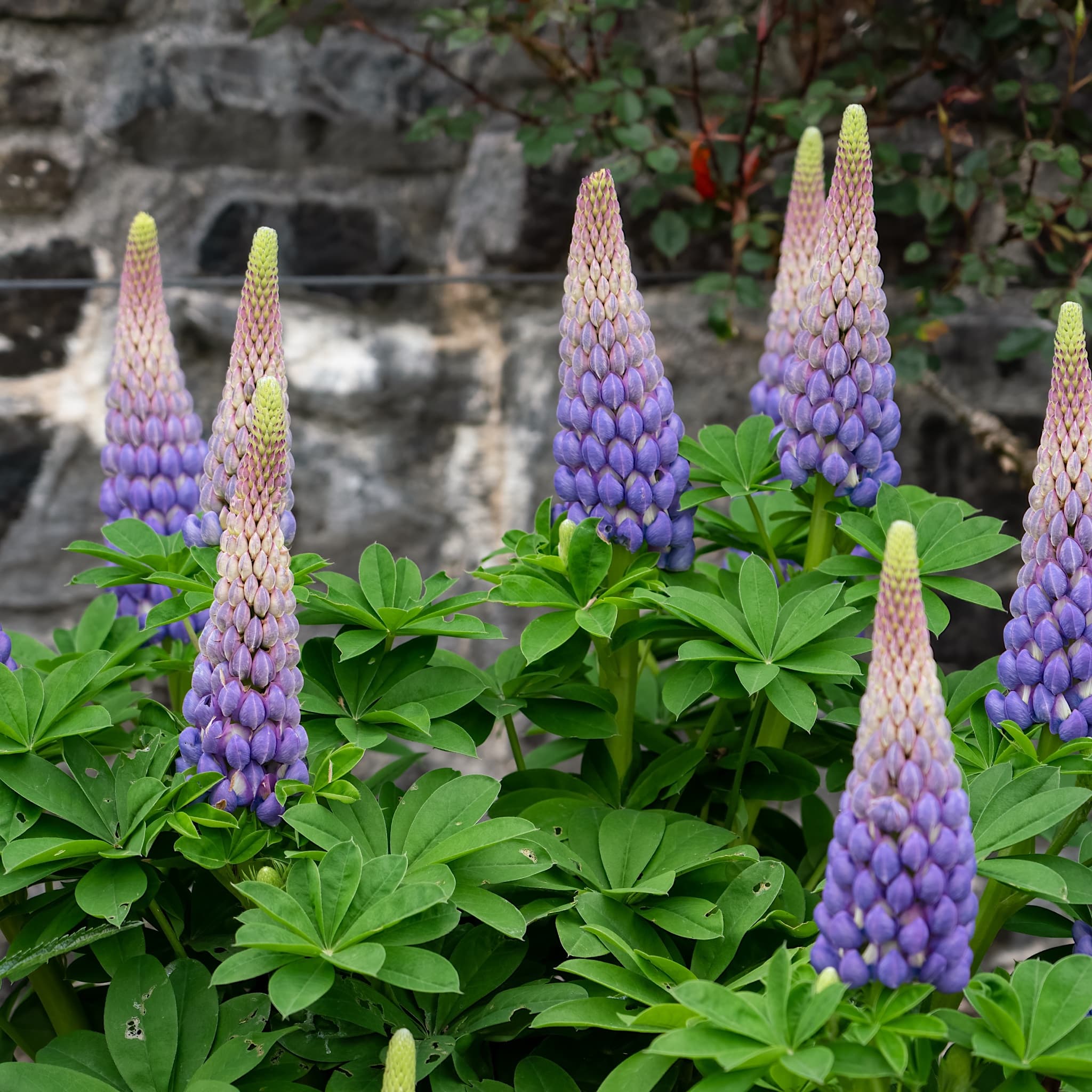 Lupinus 'Persian Slipper'