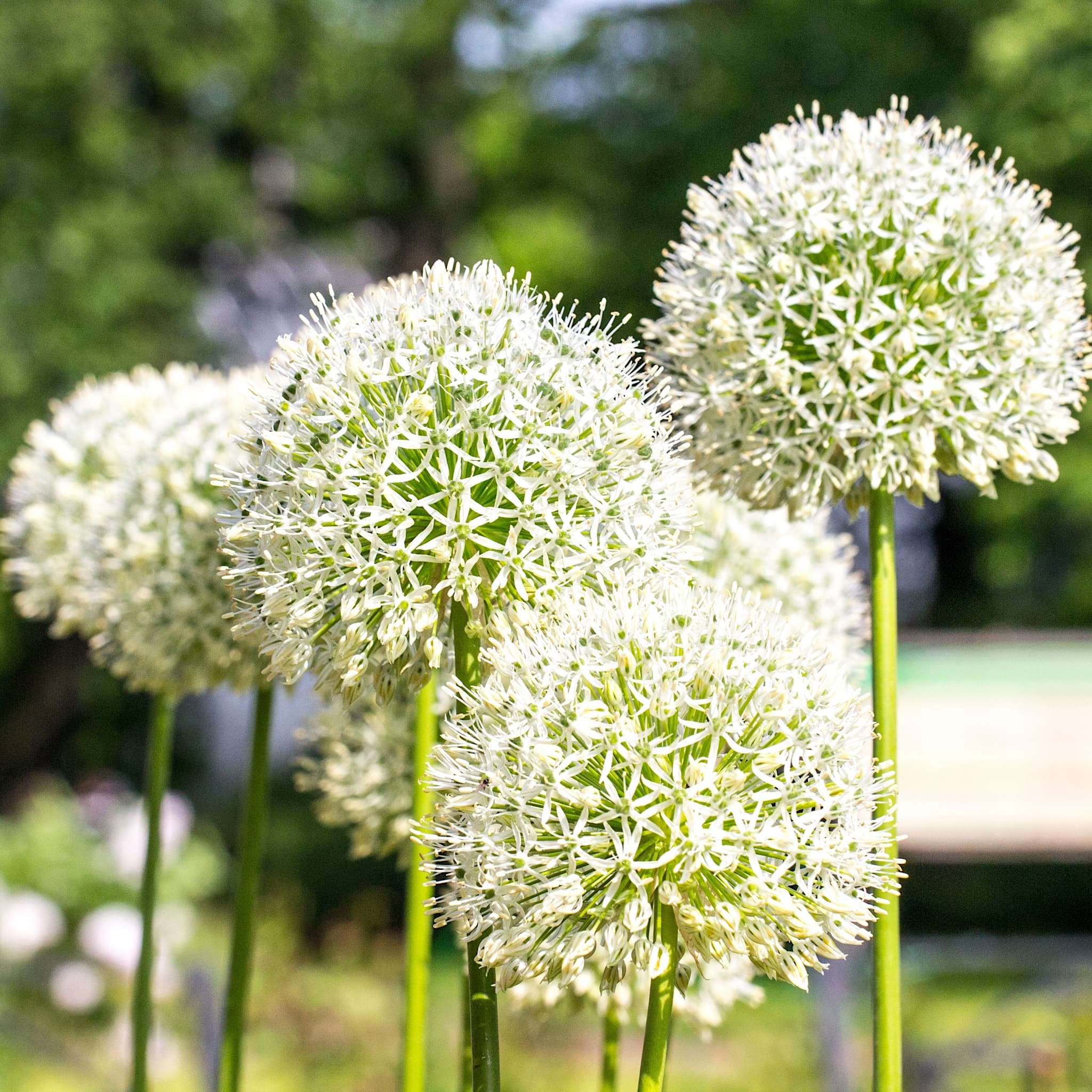 Allium 'Mount Everest'
