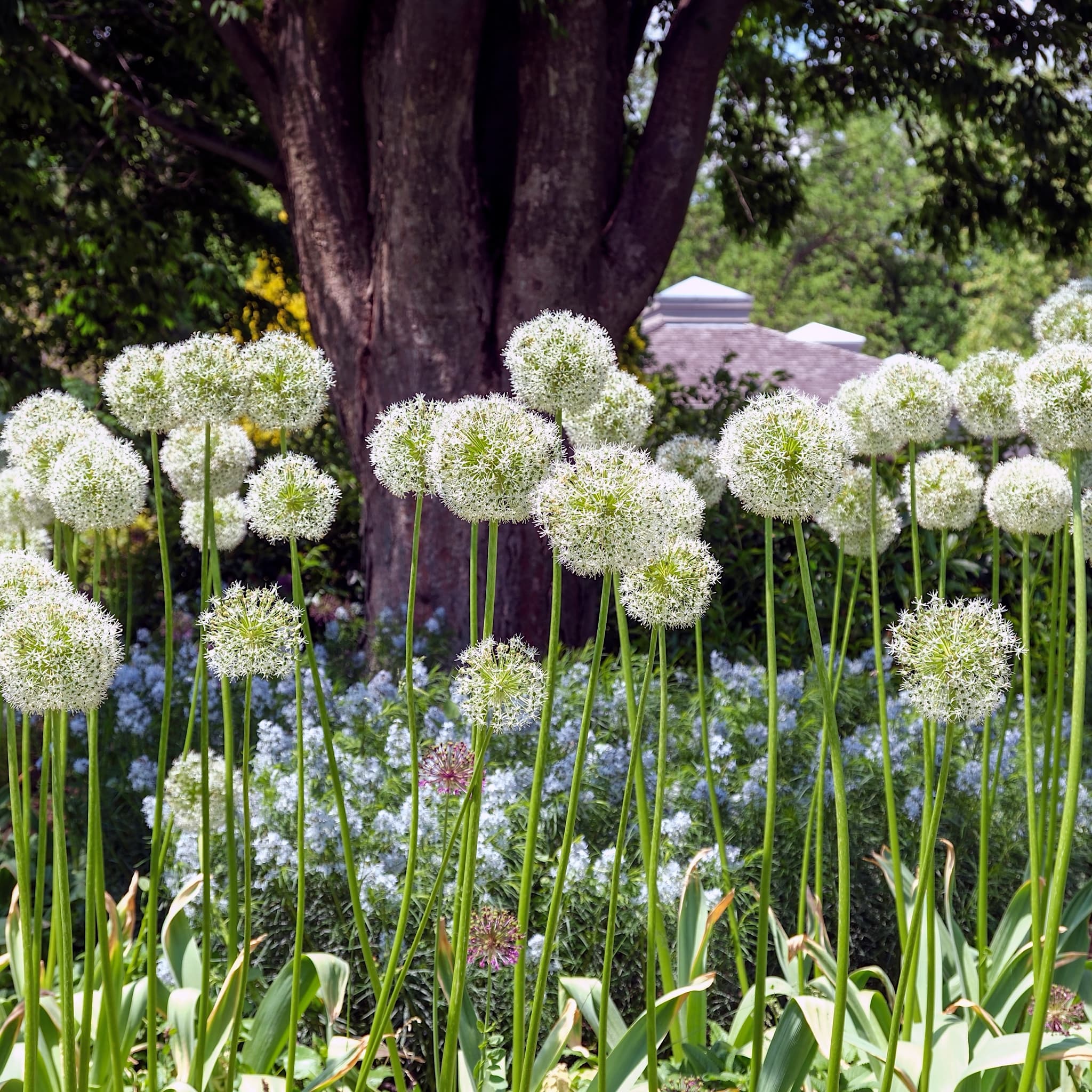 Allium 'Mount Everest'