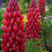Lupinus 'Red Rum'