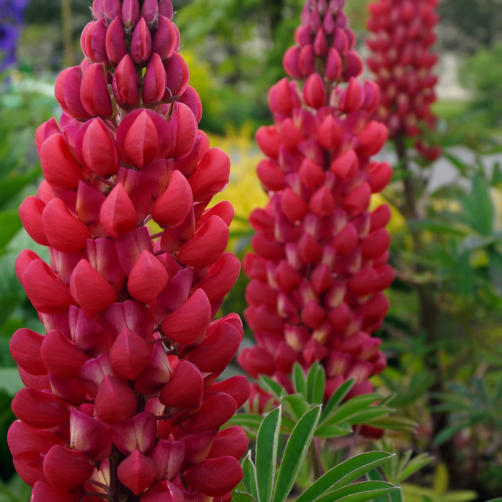 Lupinus 'Red Rum'