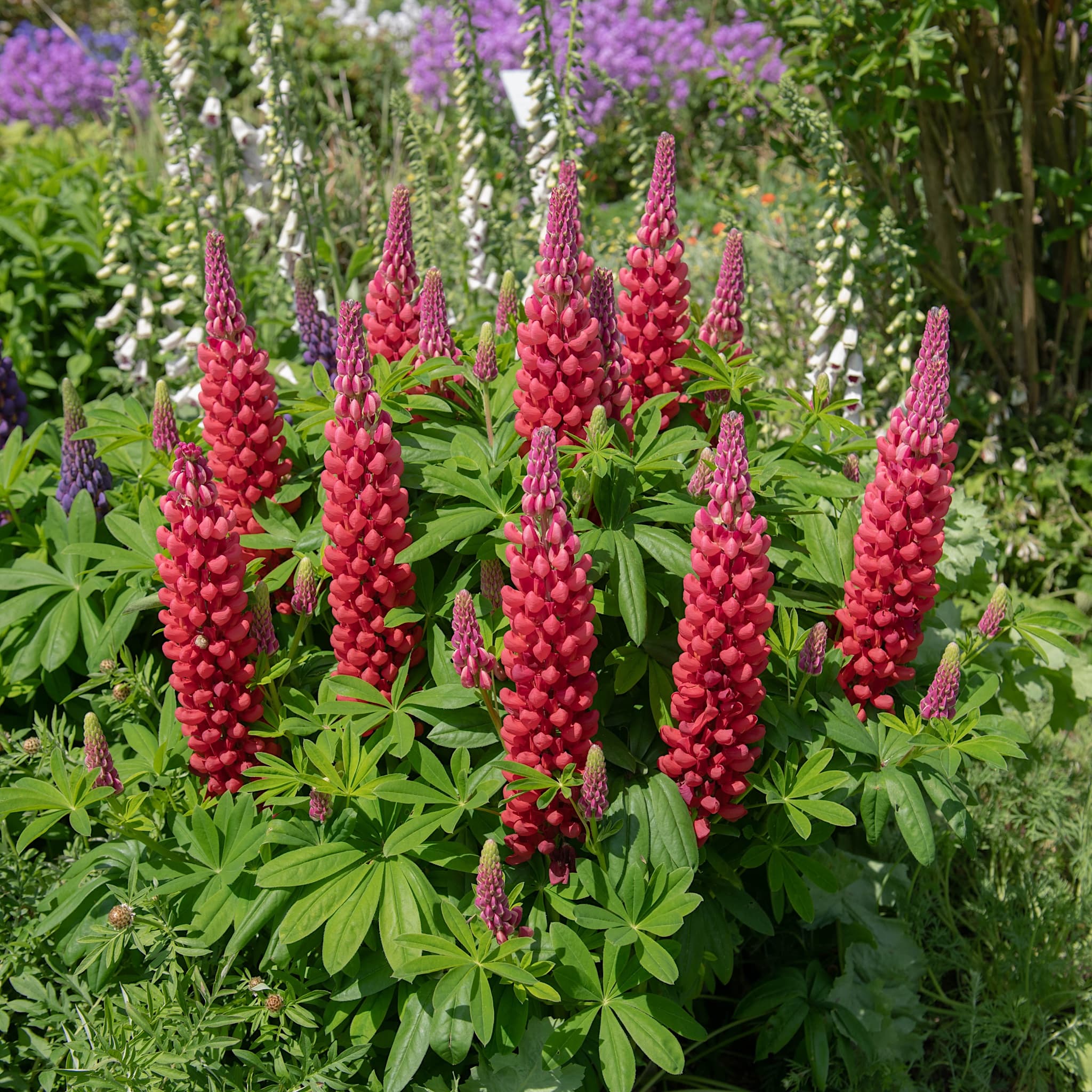 Lupinus 'Red Rum'