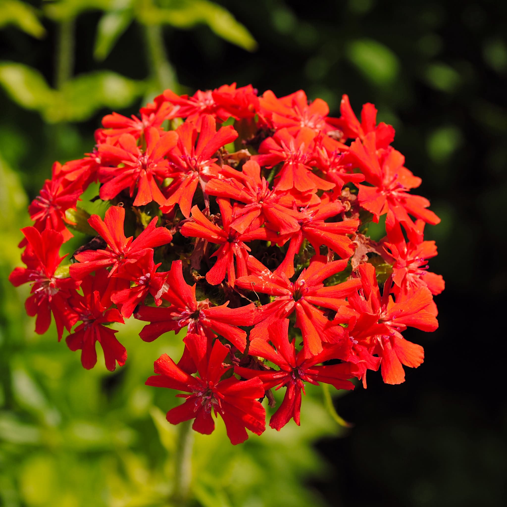 Lychnis chalcedonica