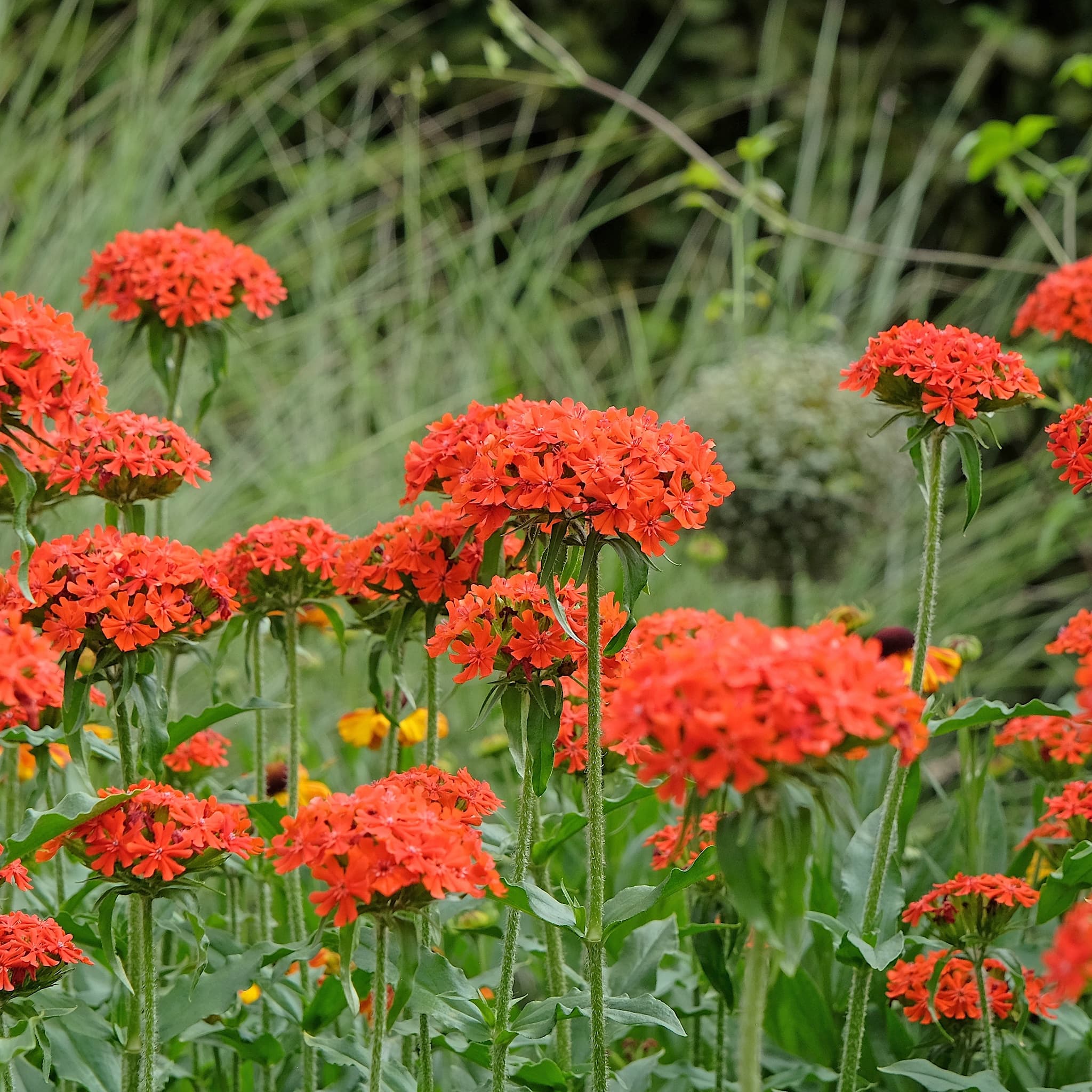 Lychnis chalcedonica