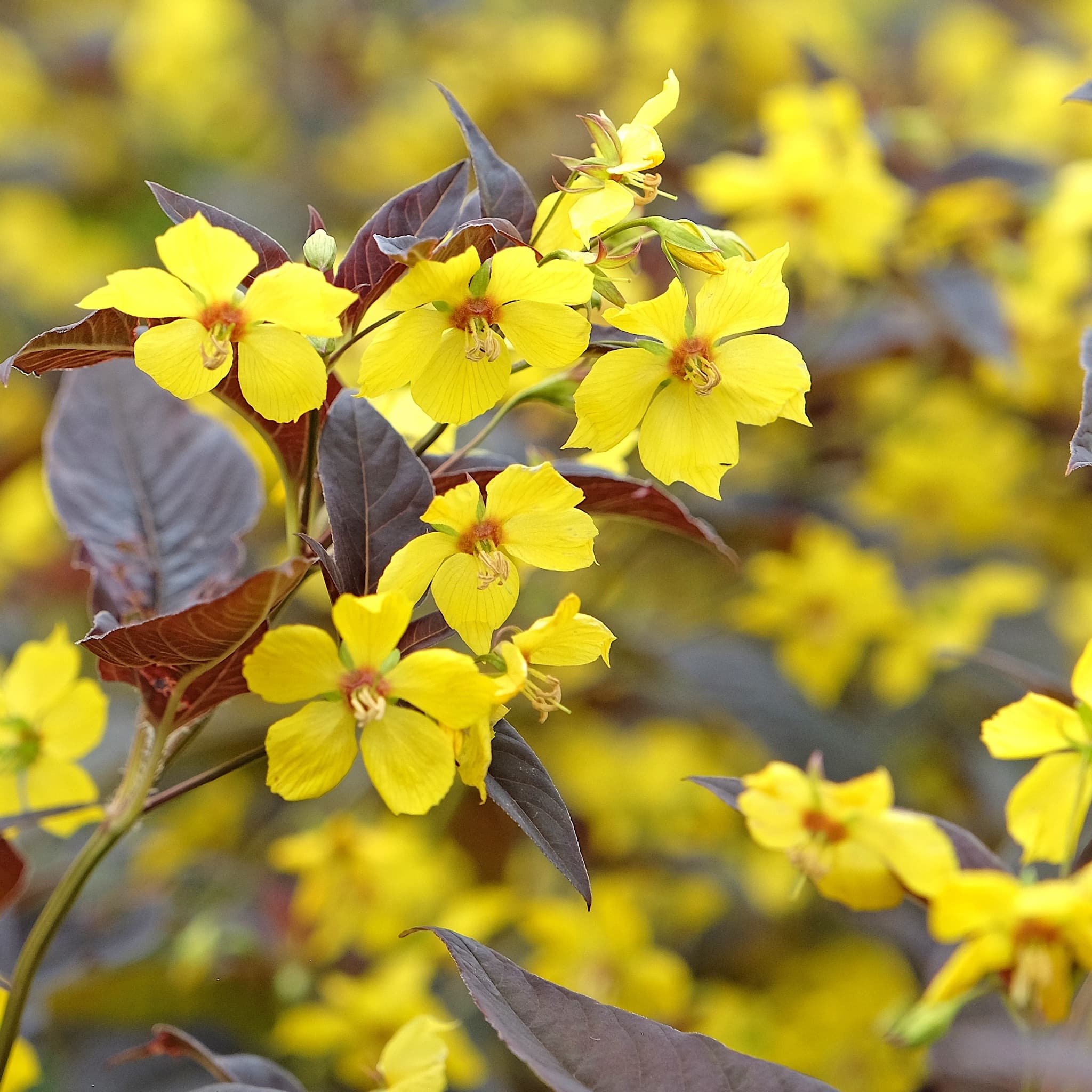 Lysimachia 'Firecracker’