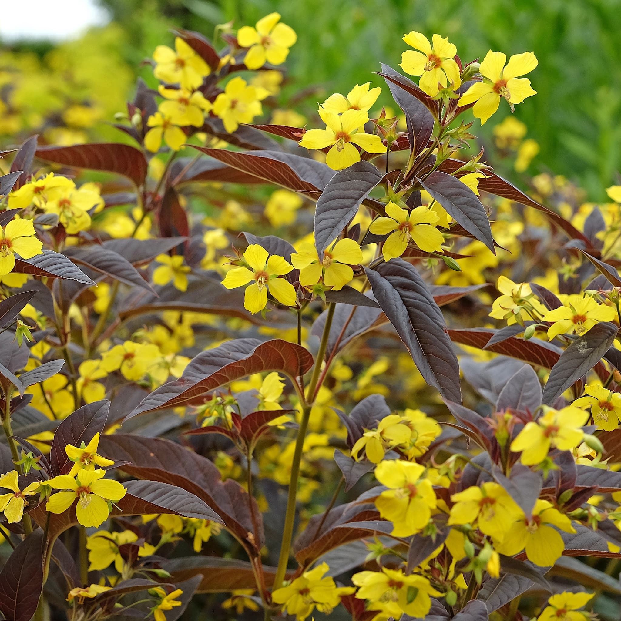 Lysimachia 'Firecracker’