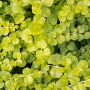 Lysimachia nummularia