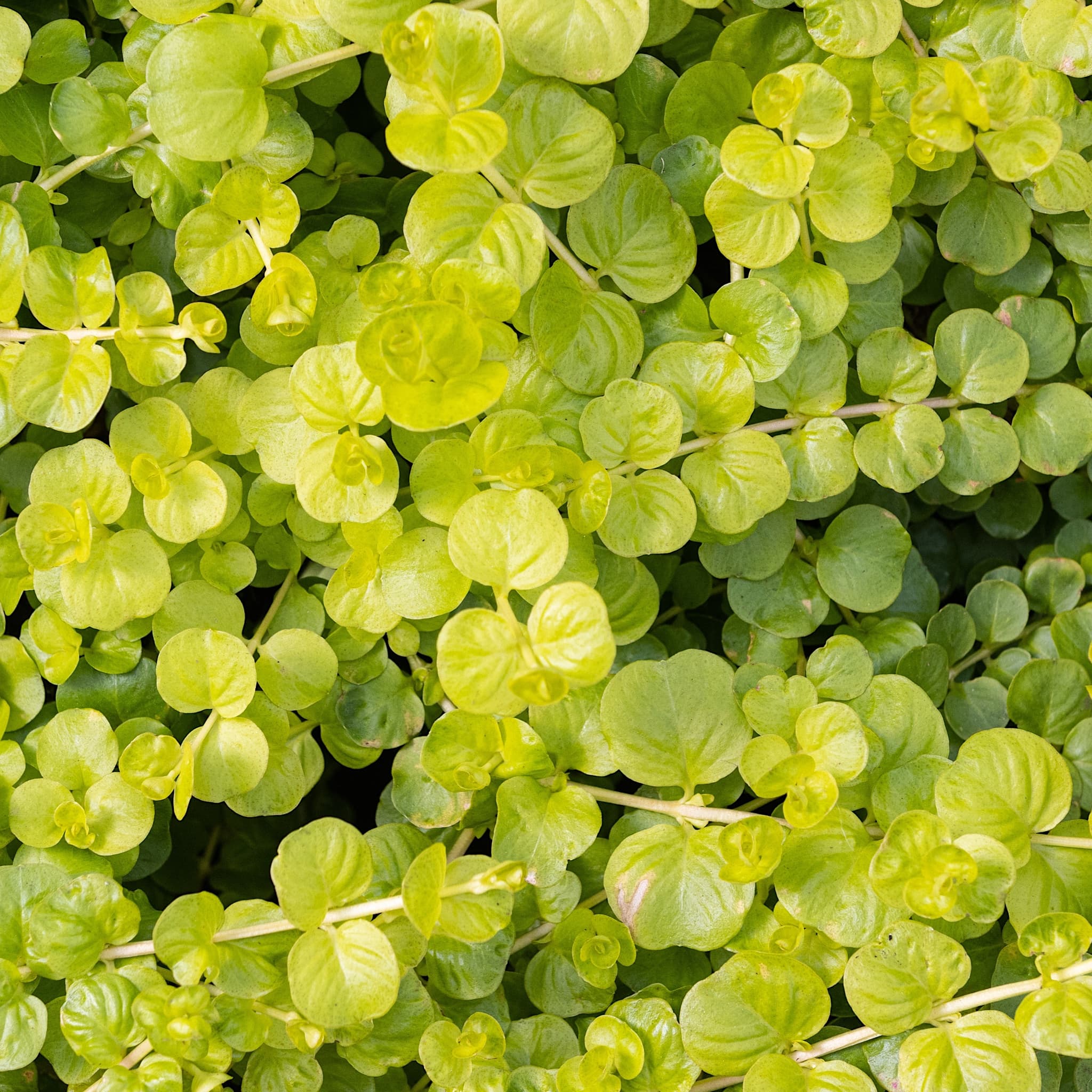 Lysimachia nummularia