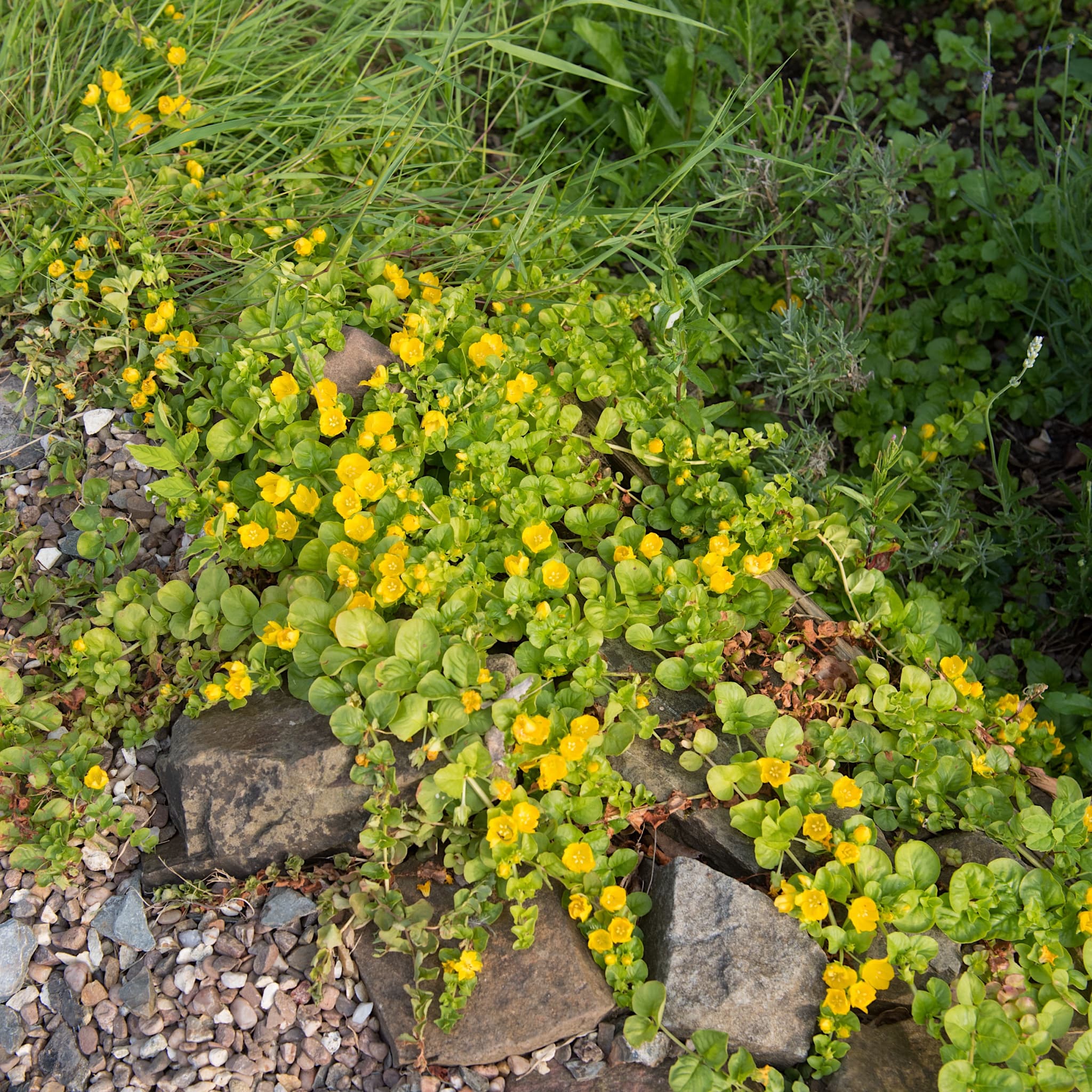 Lysimachia nummularia