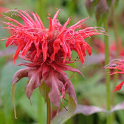 Monarda 'Cambridge Scarlet’