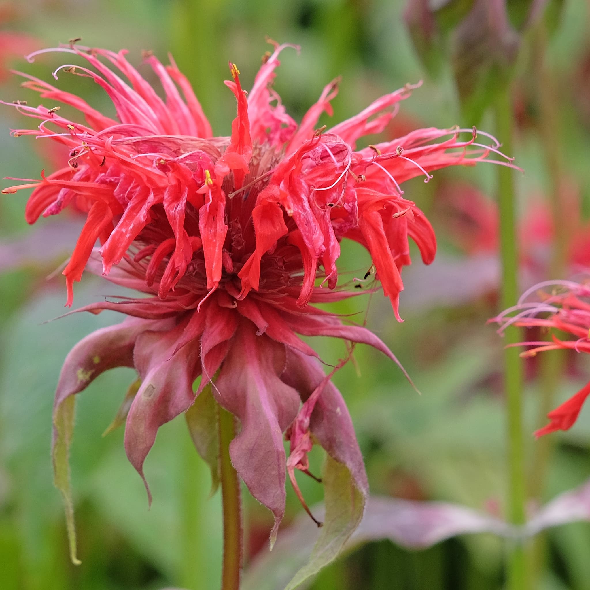 Monarda 'Cambridge Scarlet’