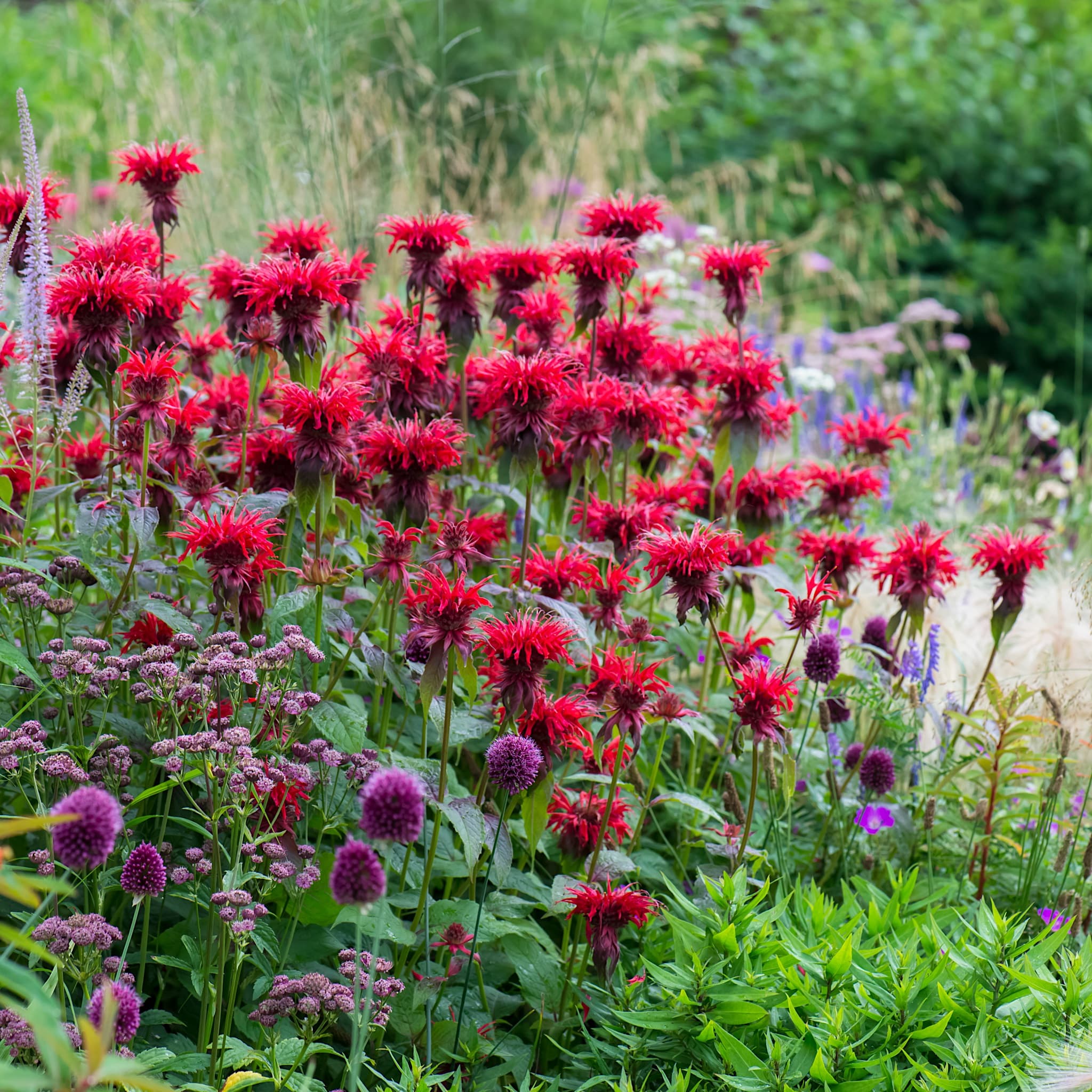Monarda 'Cambridge Scarlet’