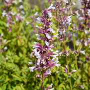 Nepeta 'Dawn to Dusk'