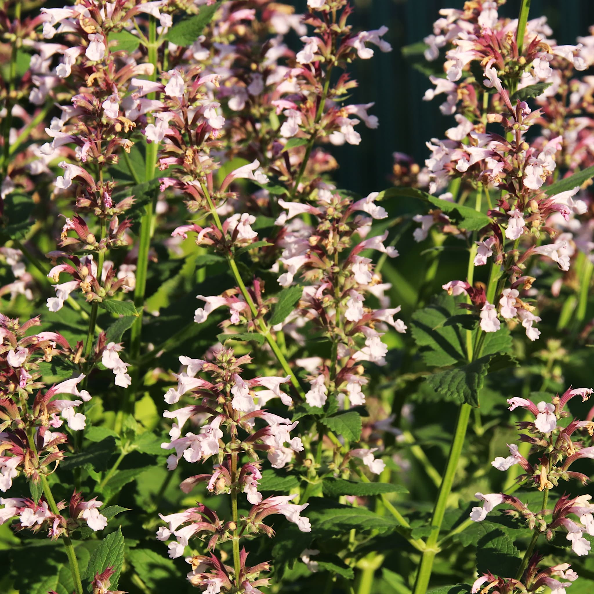 Nepeta 'Dawn to Dusk'