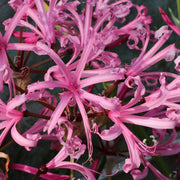 Nerine bowdenii