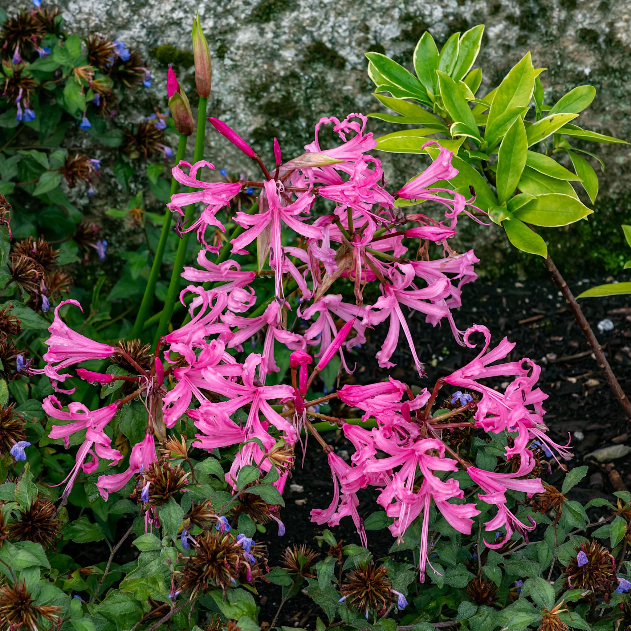 Nerine bowdenii