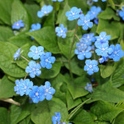 Omphalodes verna