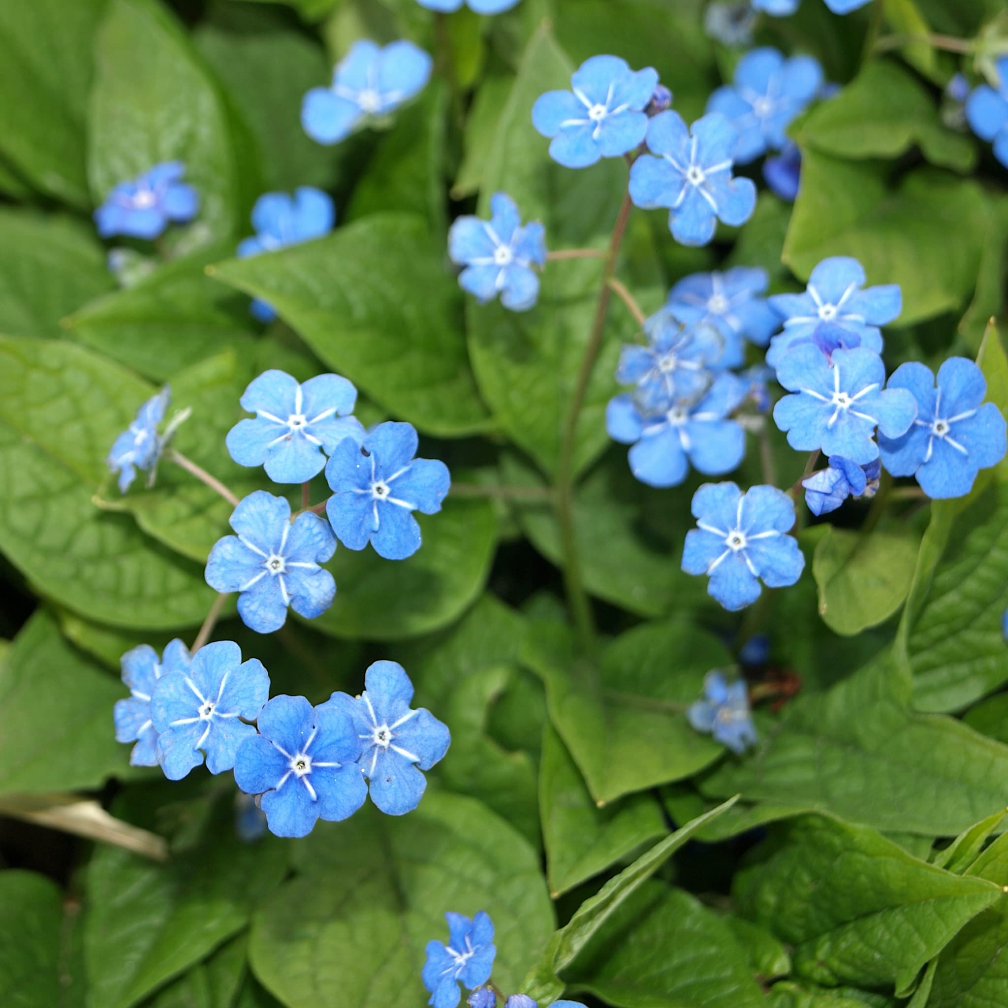 Omphalodes verna