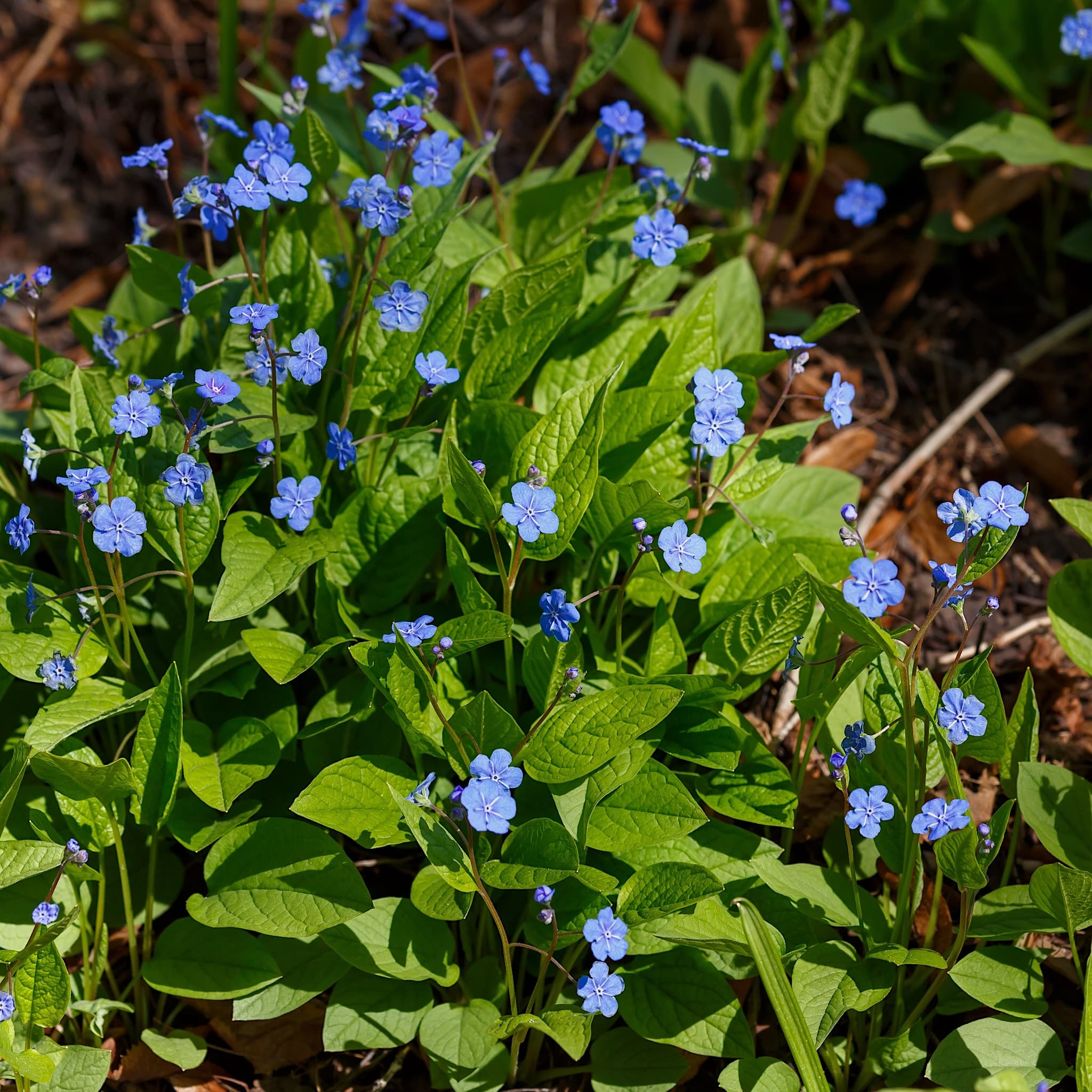 Omphalodes verna