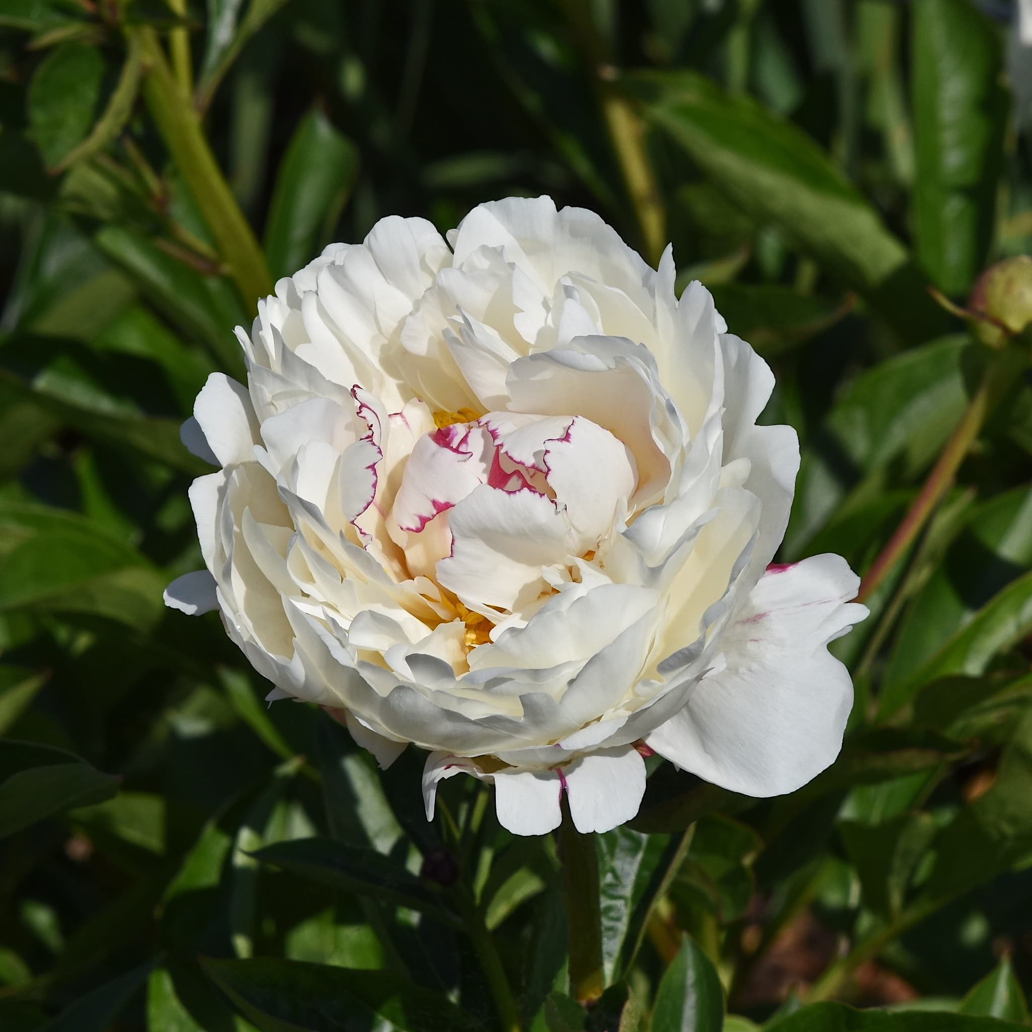 Paeonia 'Boule de Neige'
