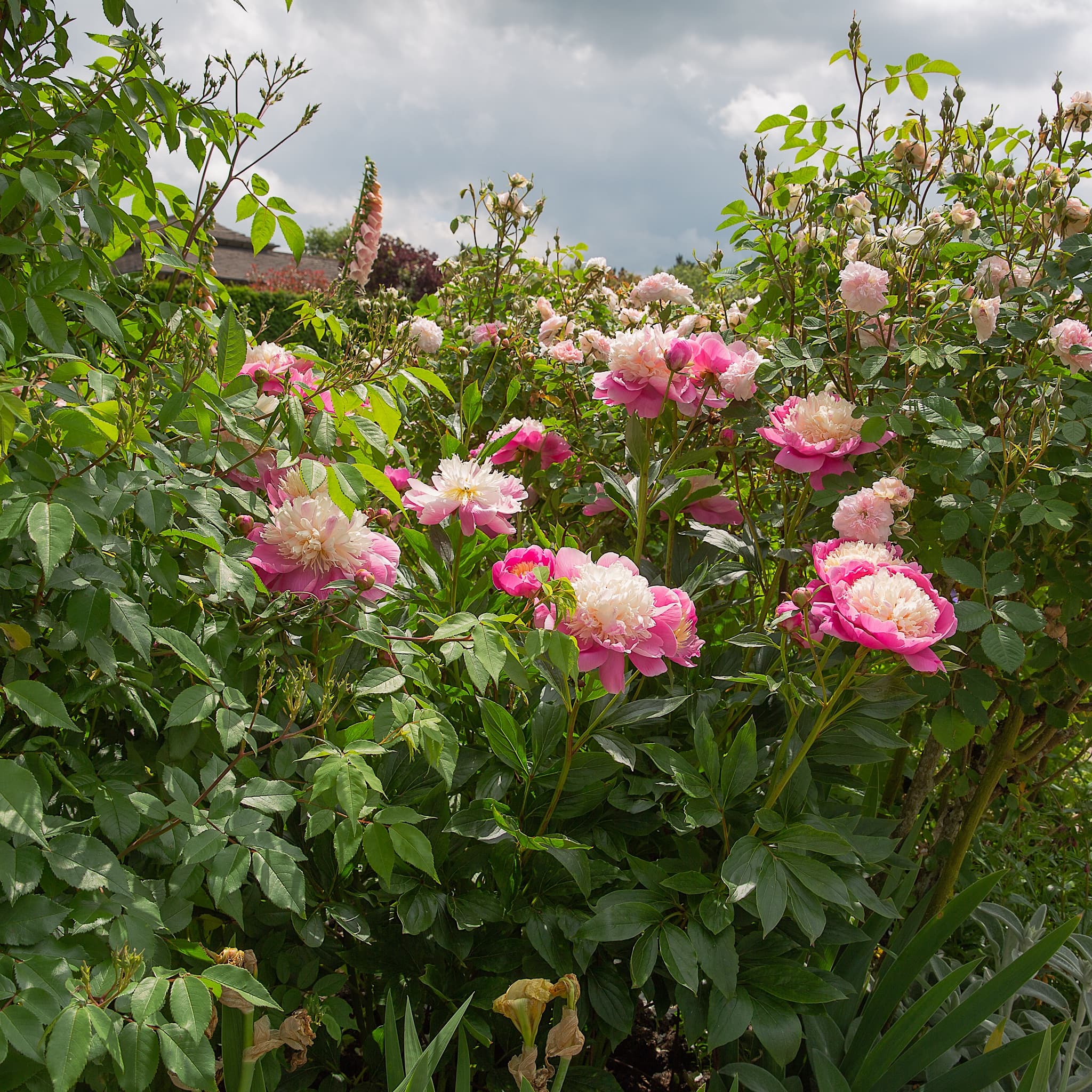 Paeonia 'Bowl of Beauty'