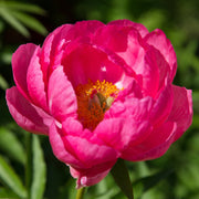 Paeonia 'Cytherea'