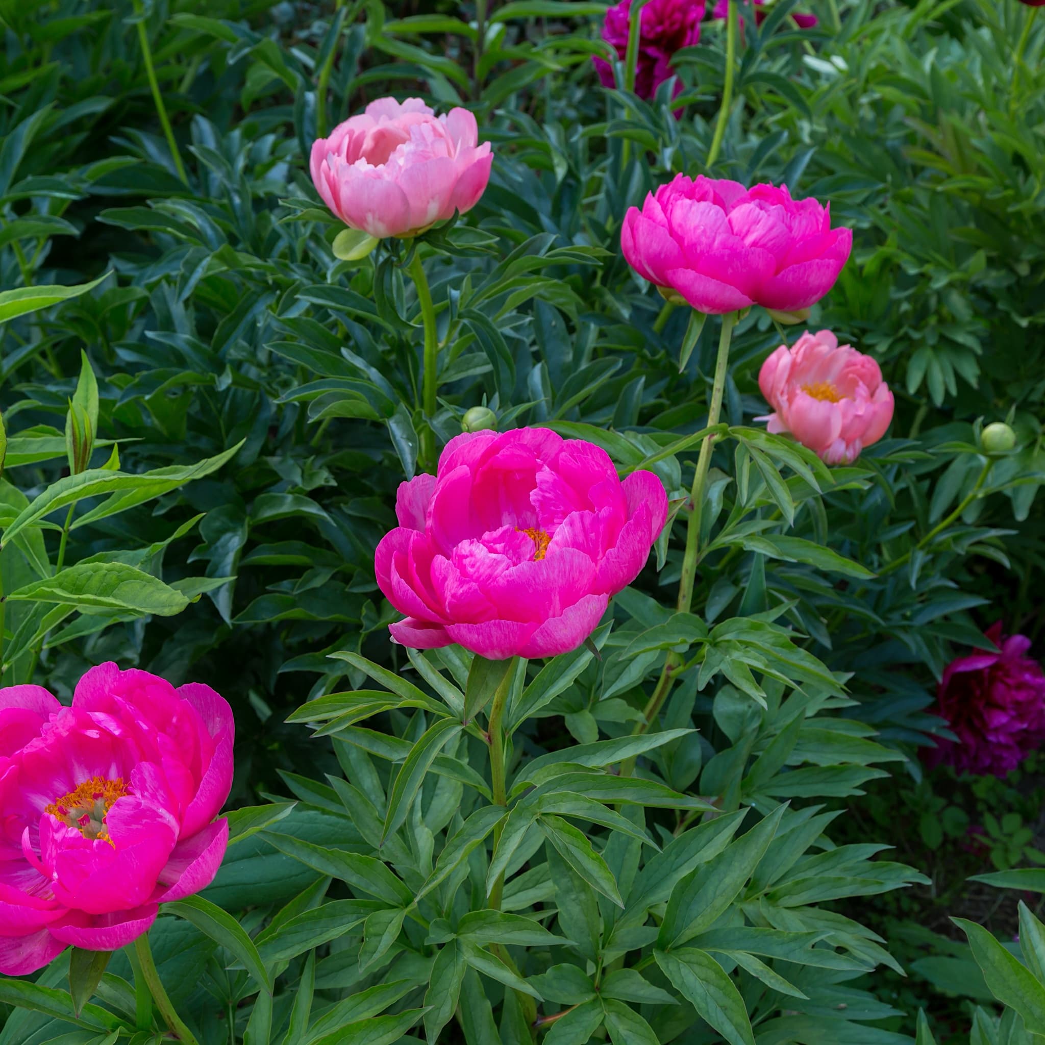 Paeonia 'Cytherea'
